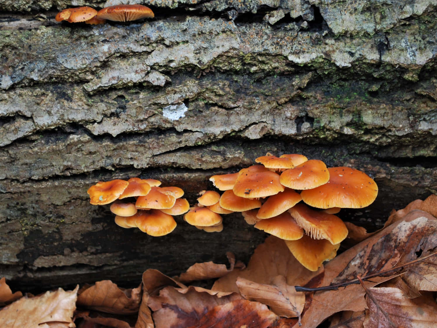 Flat Orange Tree Fungus Picture