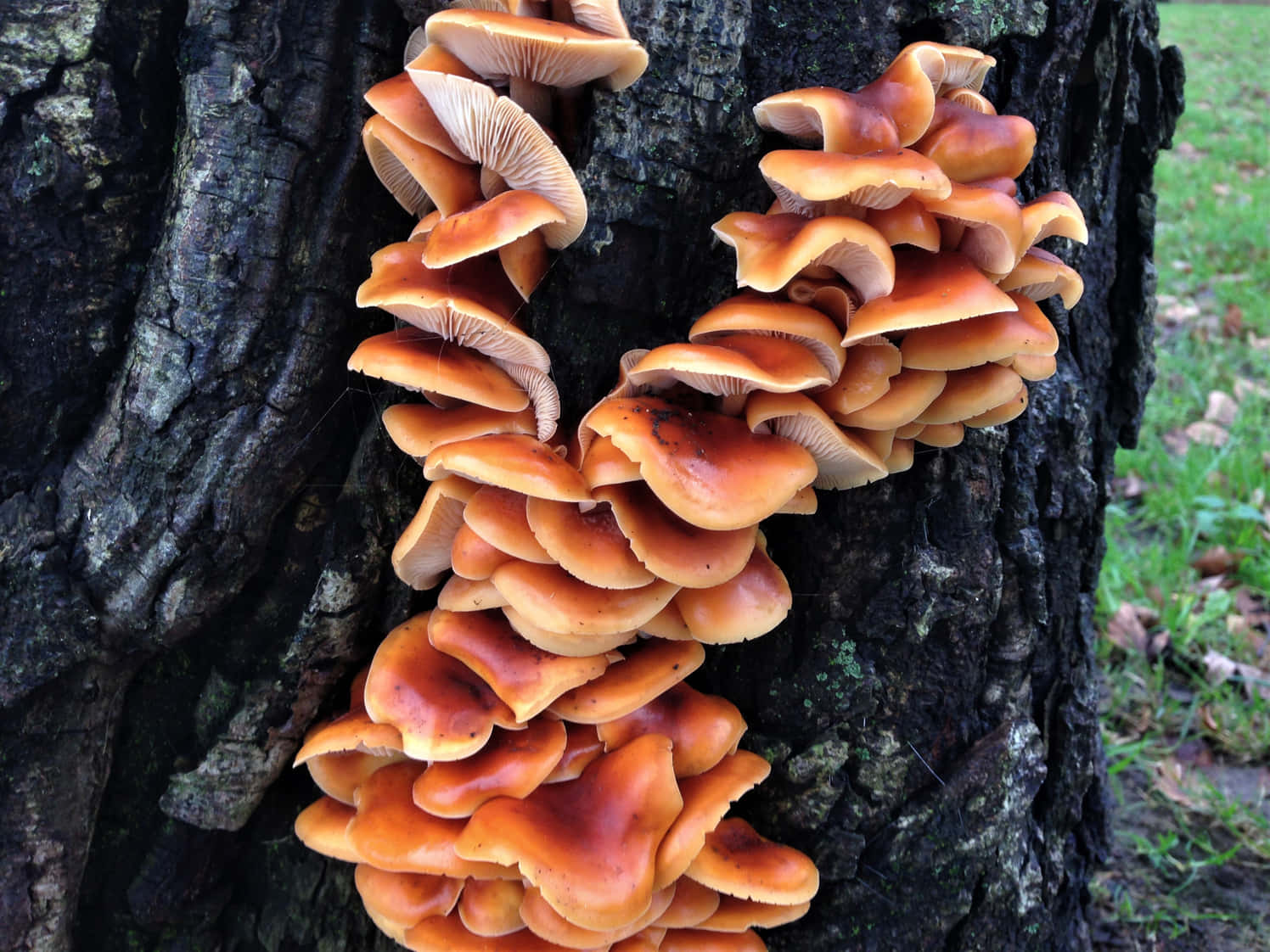 Multiple Thick Tree Fungus Picture