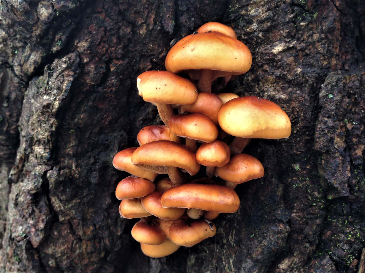 Button Thick Tree Fungus Picture