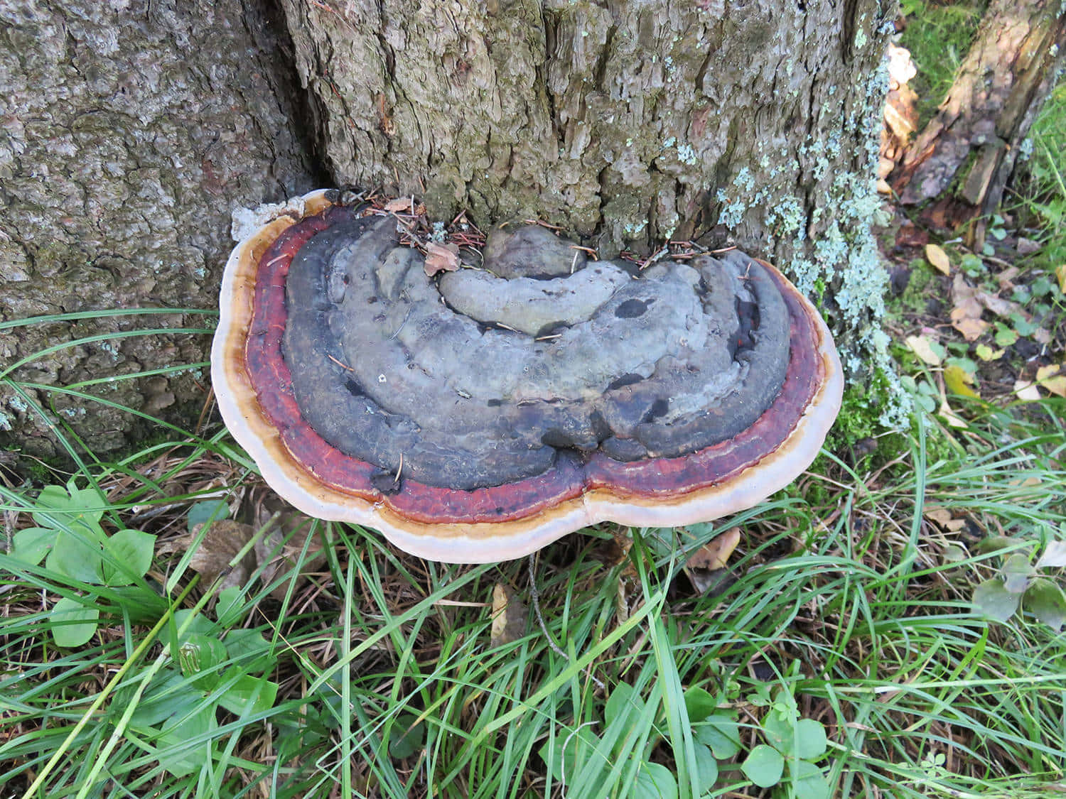 Big Wide Tree Fungus Picture