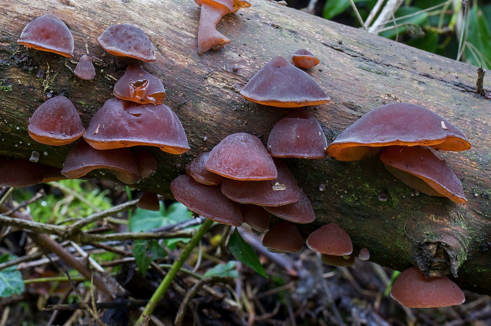 Dark Red Tree Fungus Picture