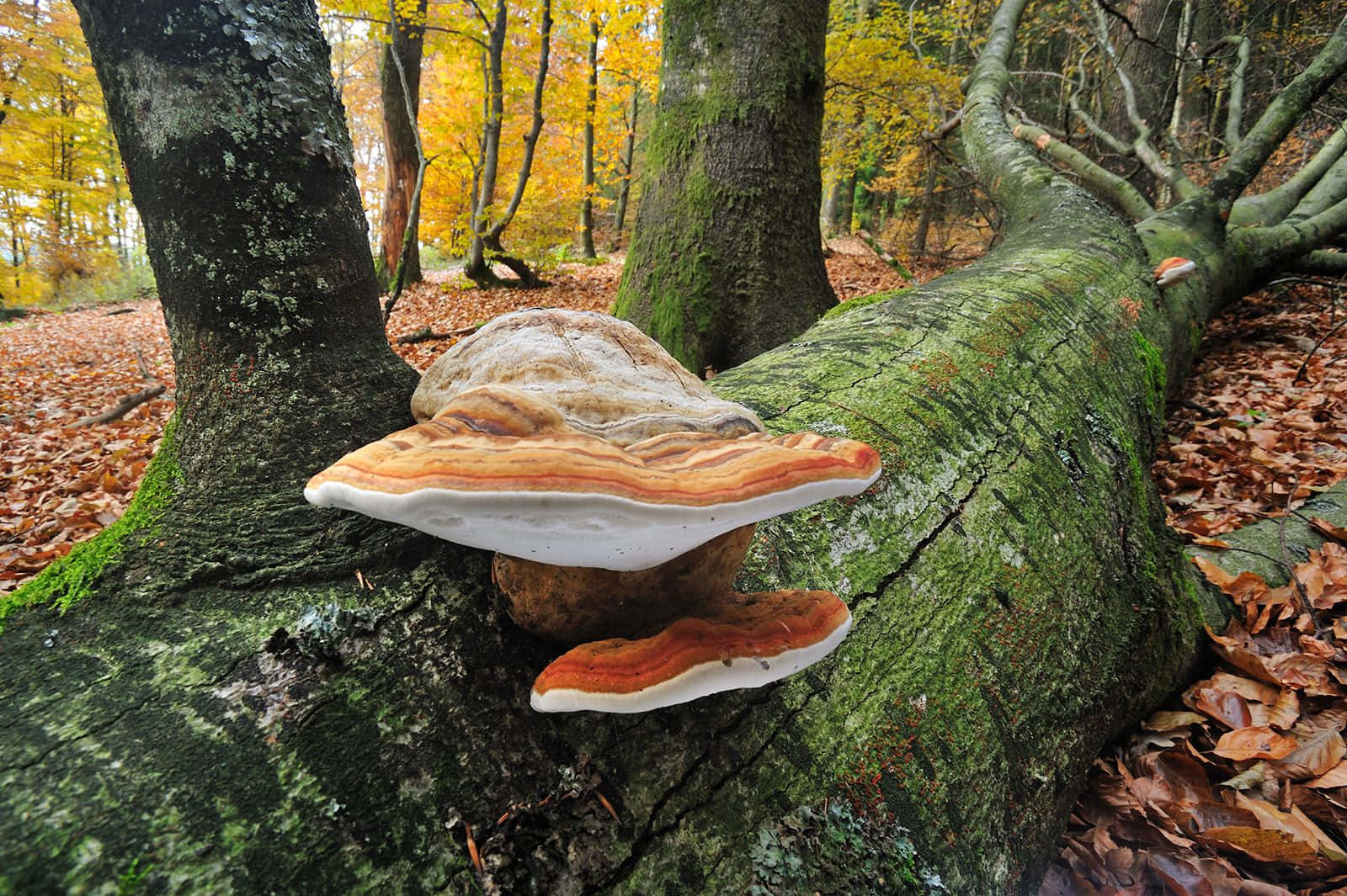 Big Orange Tree Fungus Picture