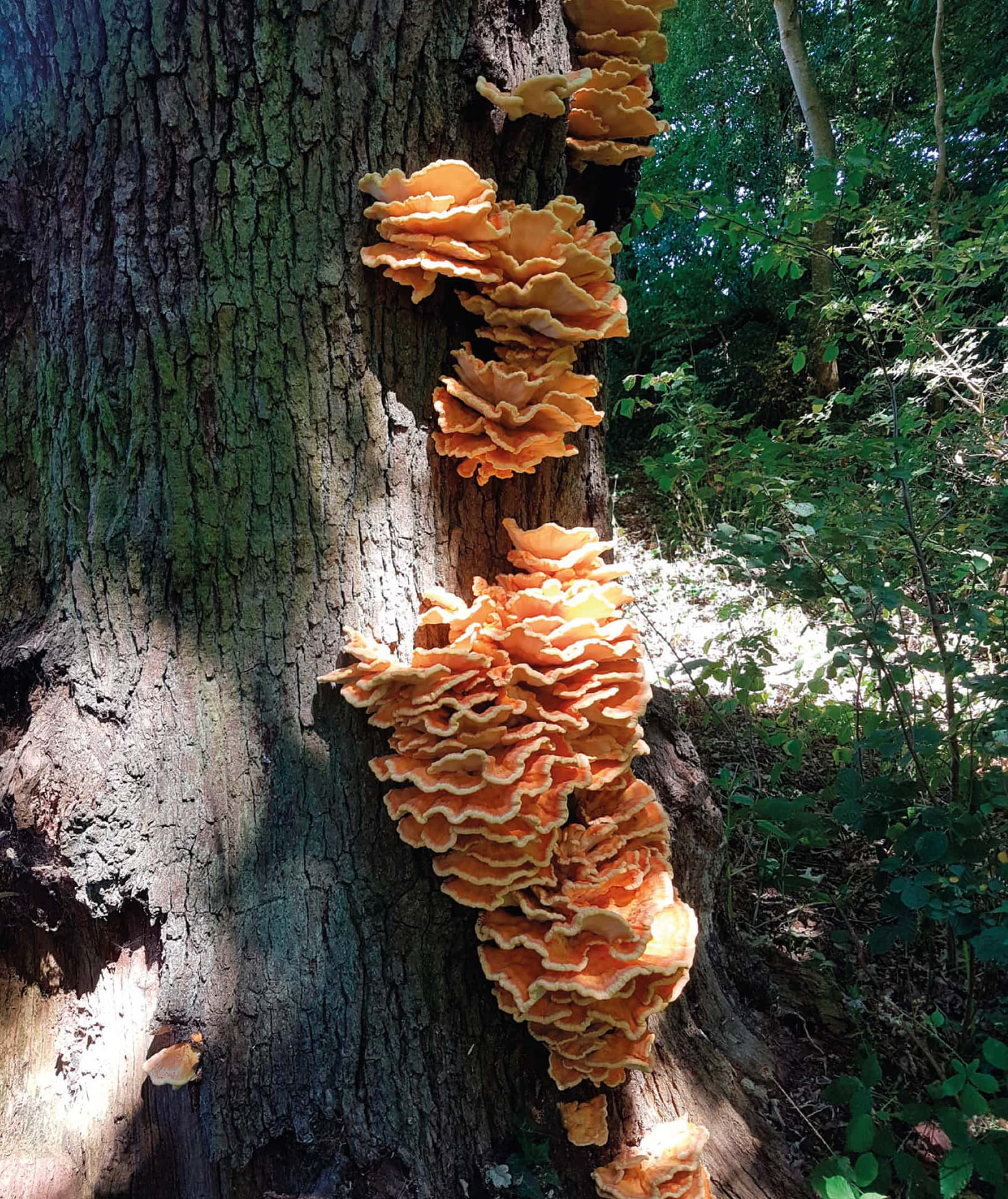 Curly Layers Tree Fungus Picture