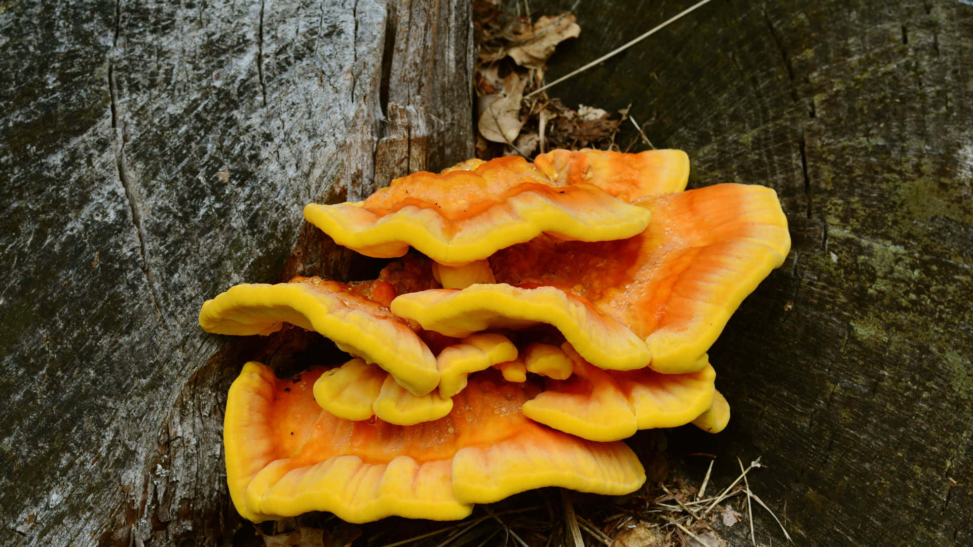 Light Yellow Tree Fungus Picture