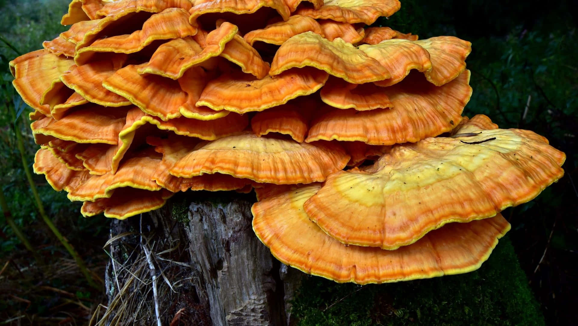 Yellow Thick Tree Fungus Picture