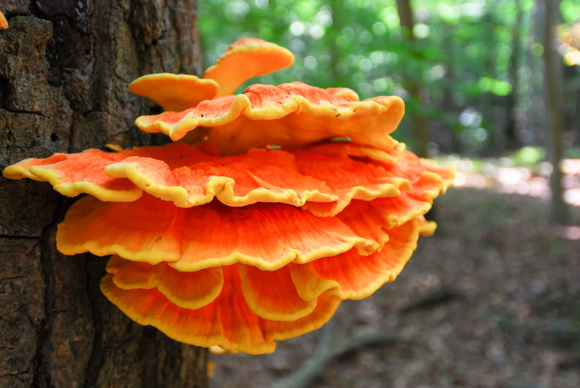 Pretty Orange Tree Fungus Picture