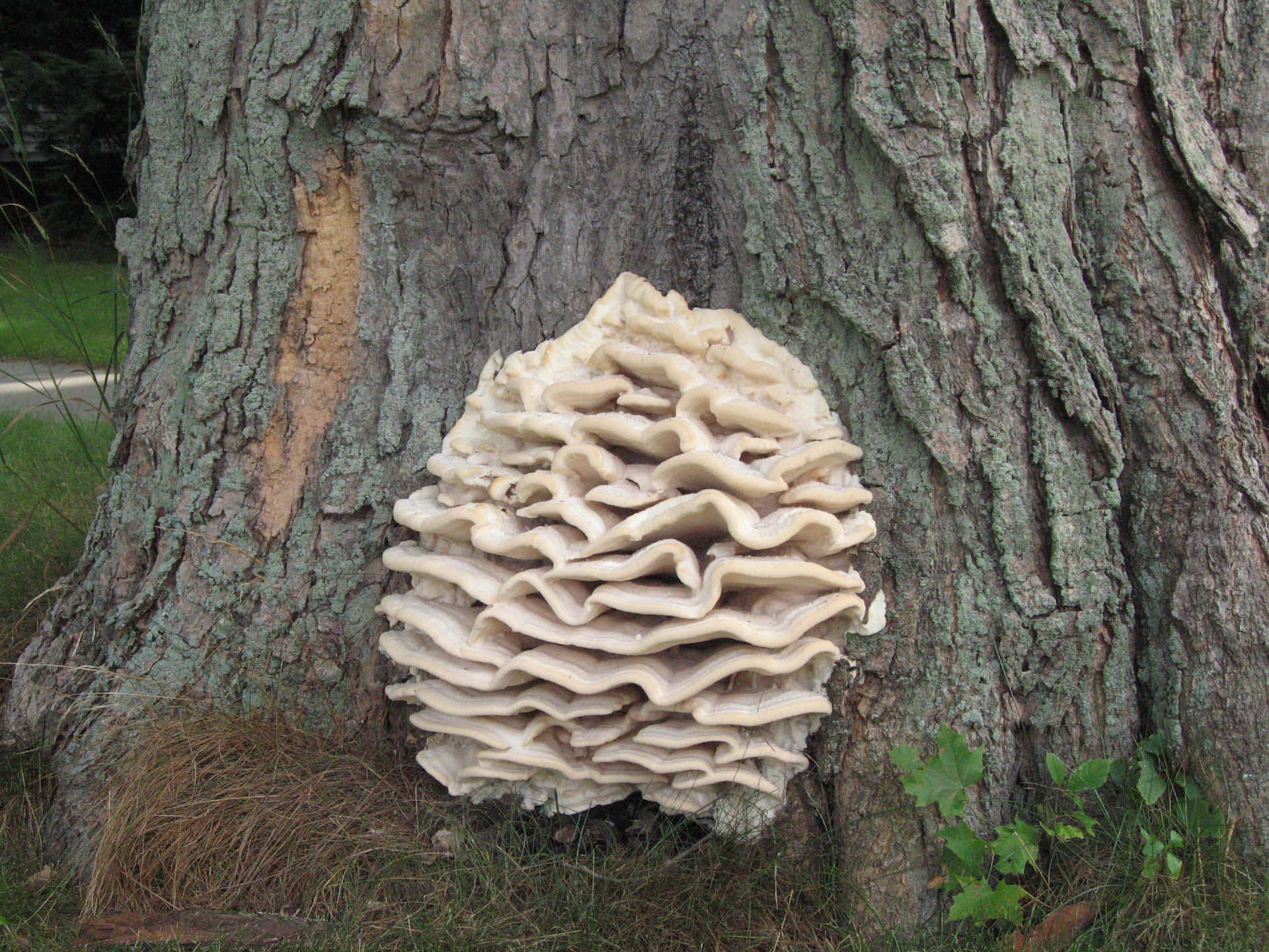 Curly White Tree Fungus Picture