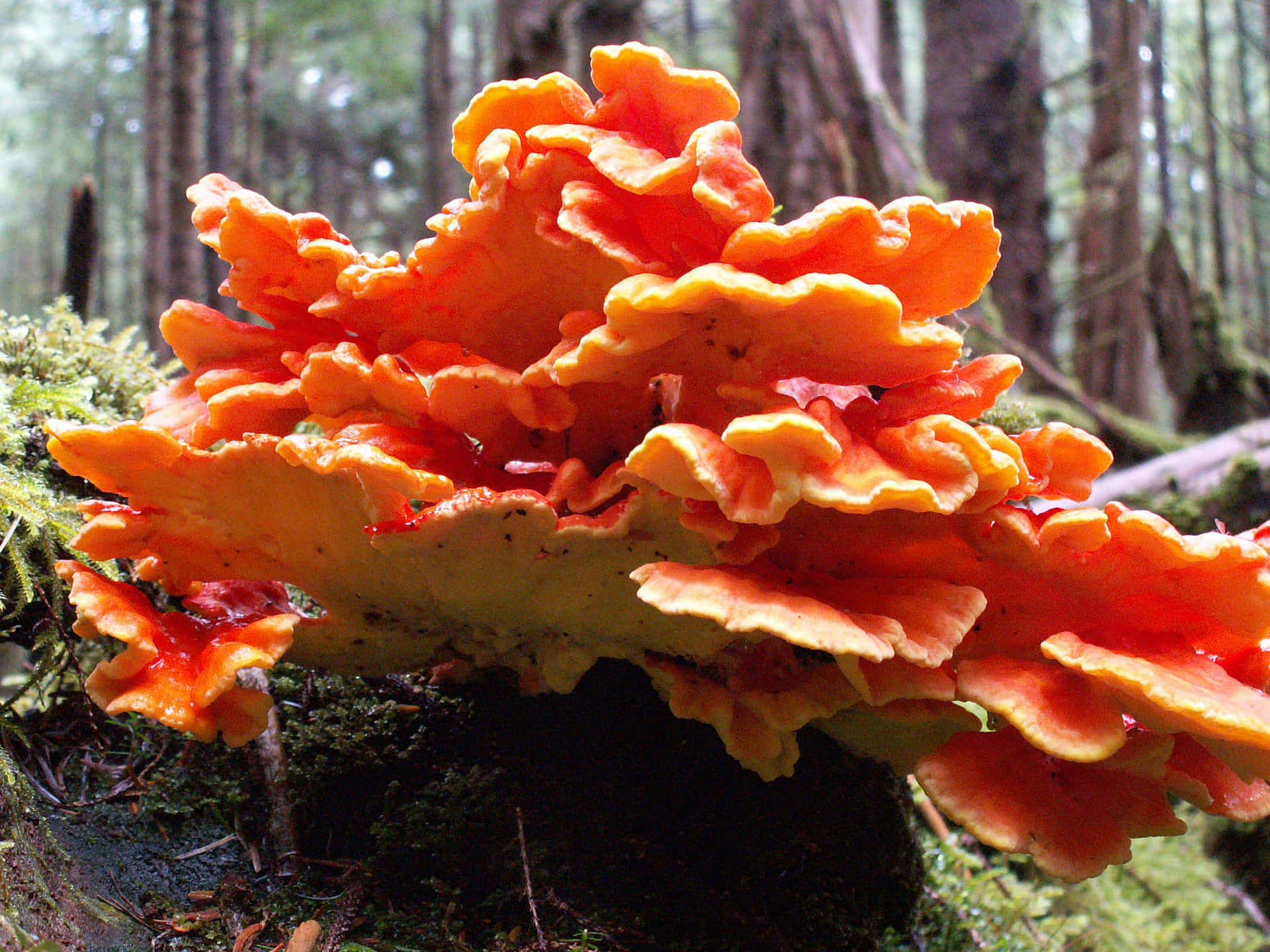 Beautiful Orange Tree Fungus Picture