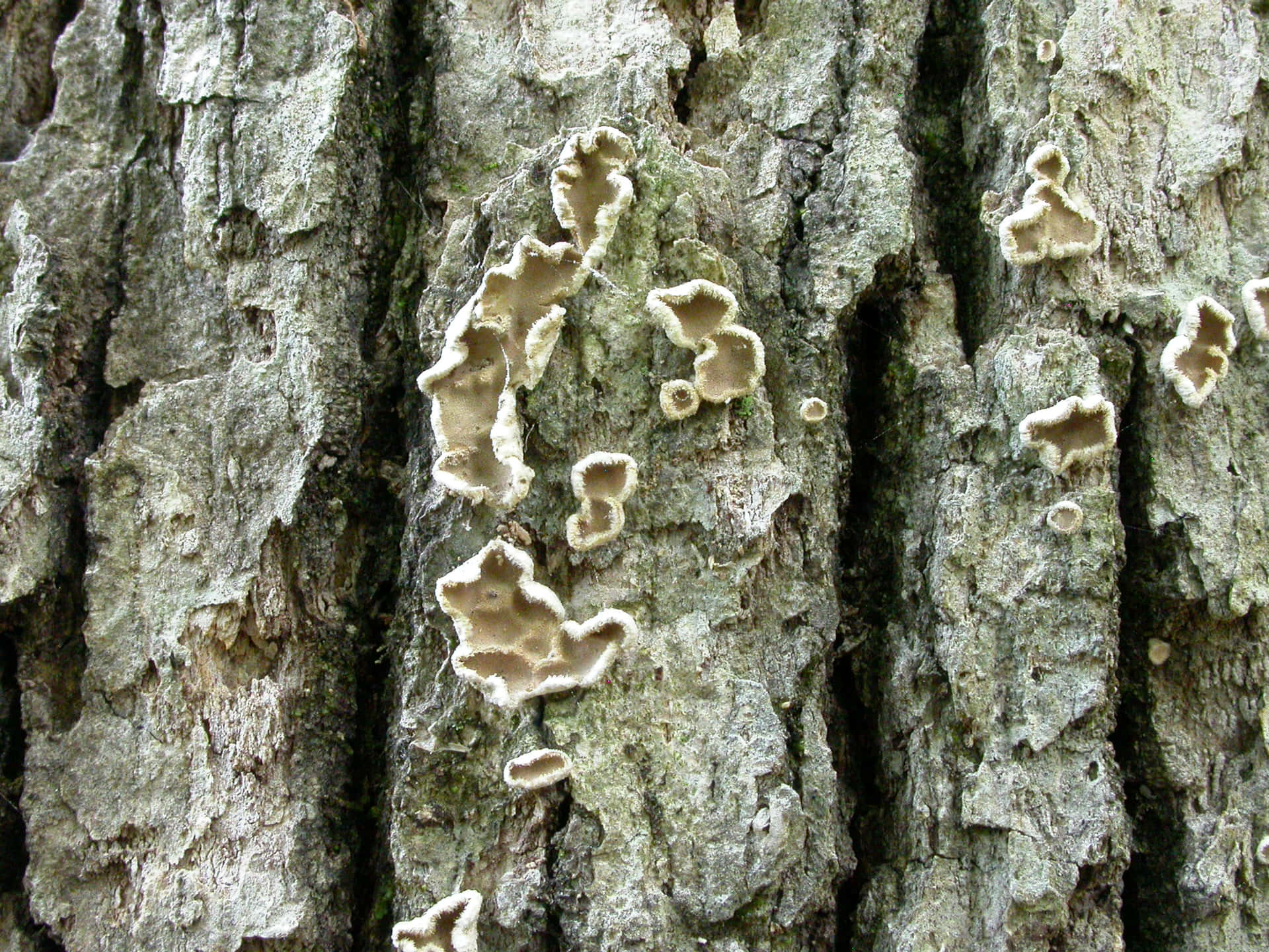 Interesting Skin Tree Fungus Picture