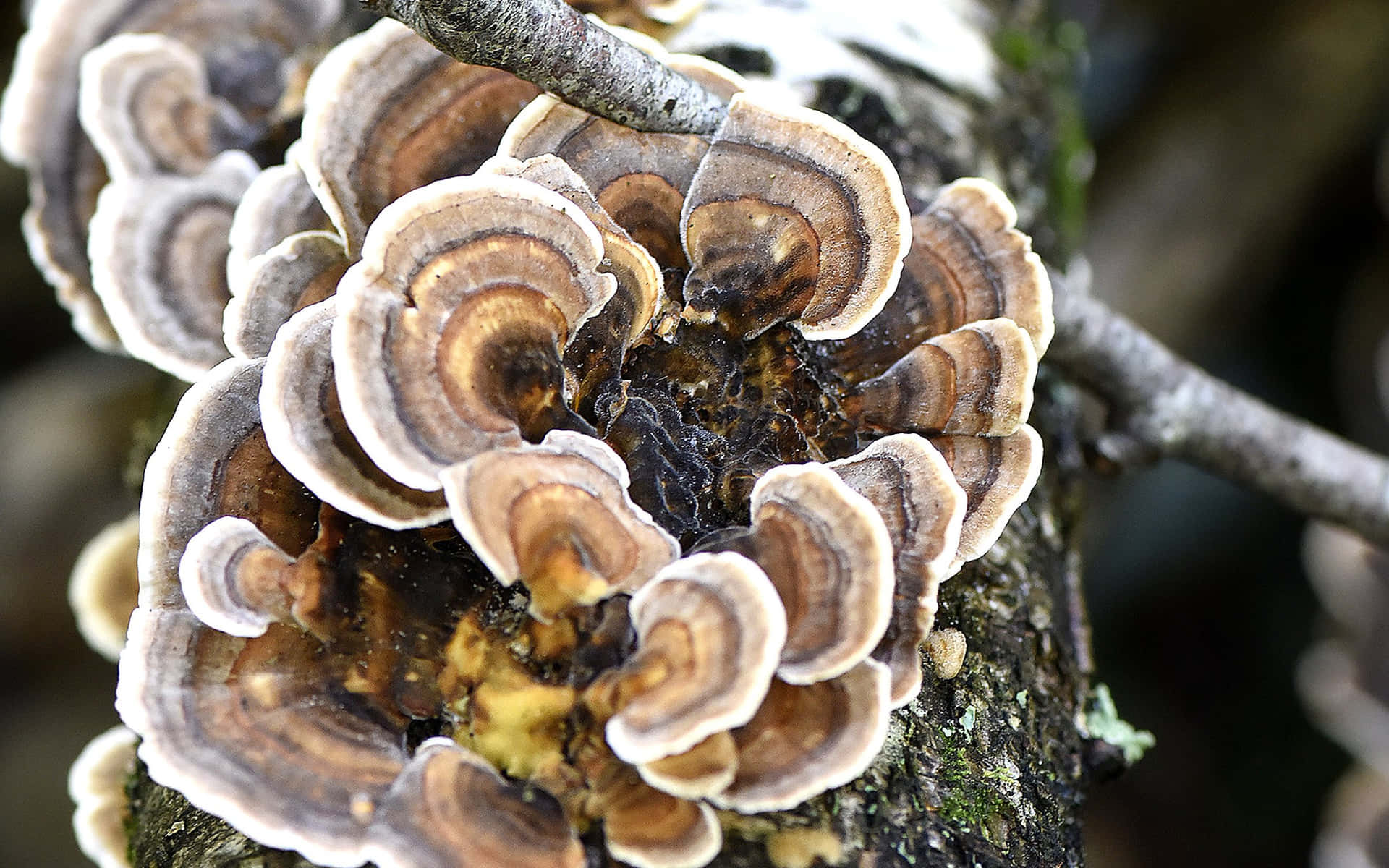 Pretty Shell Tree Fungus Picture