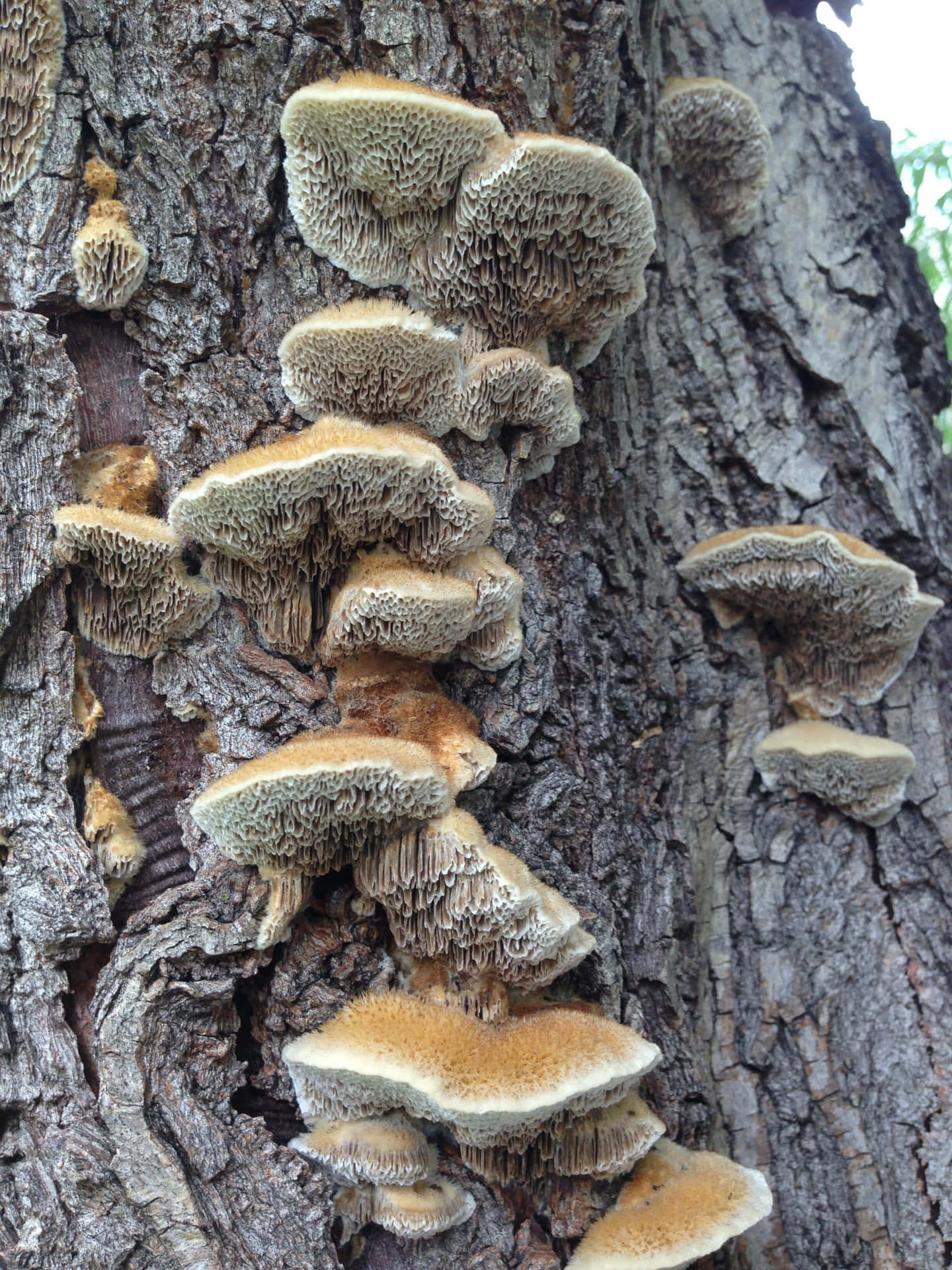 Rough Spongy Tree Fungus Picture