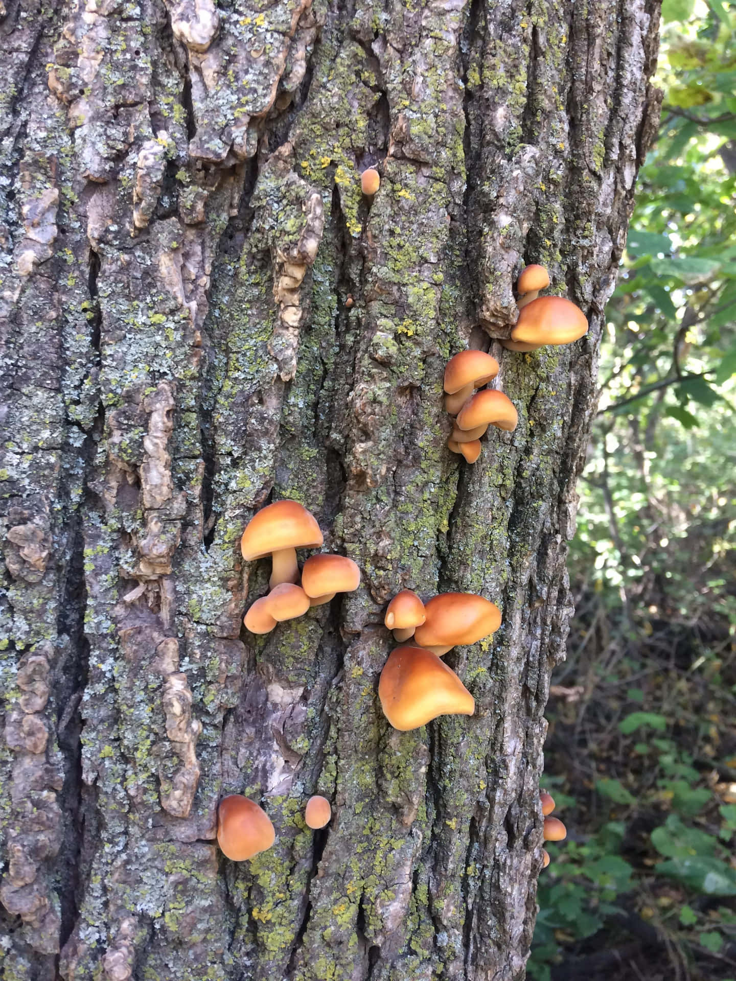 Button Shape Tree Fungus Picture