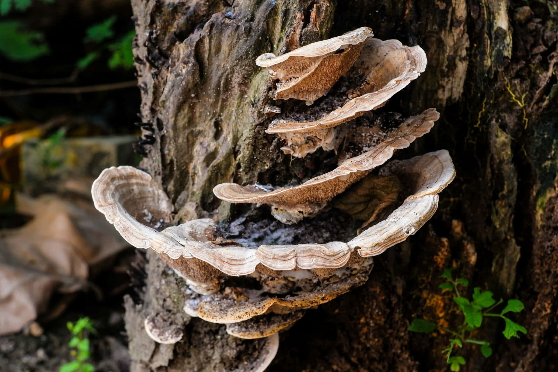 Cool Swirl Tree Fungus Picture
