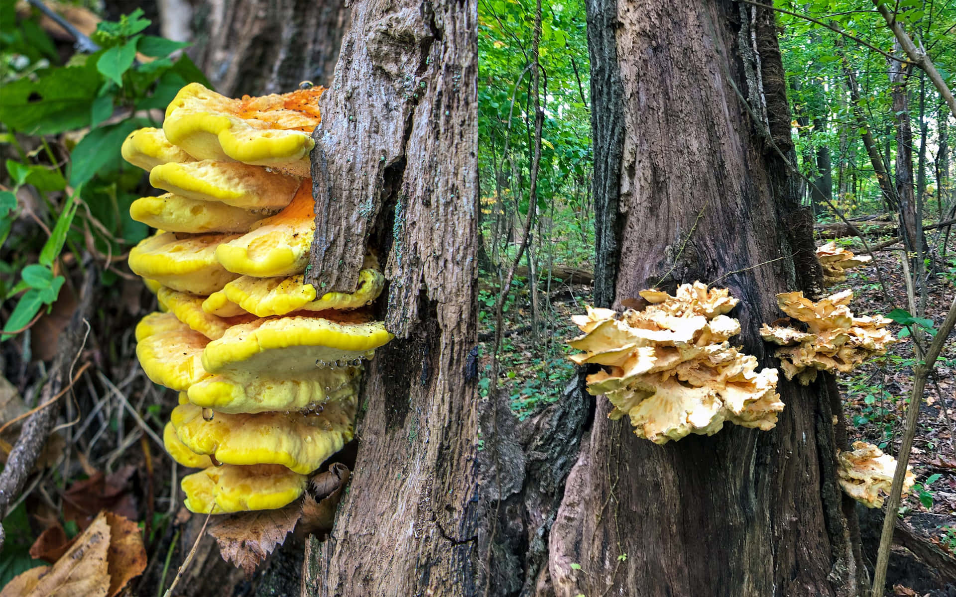 Thick Yellow Tree Fungus Picture