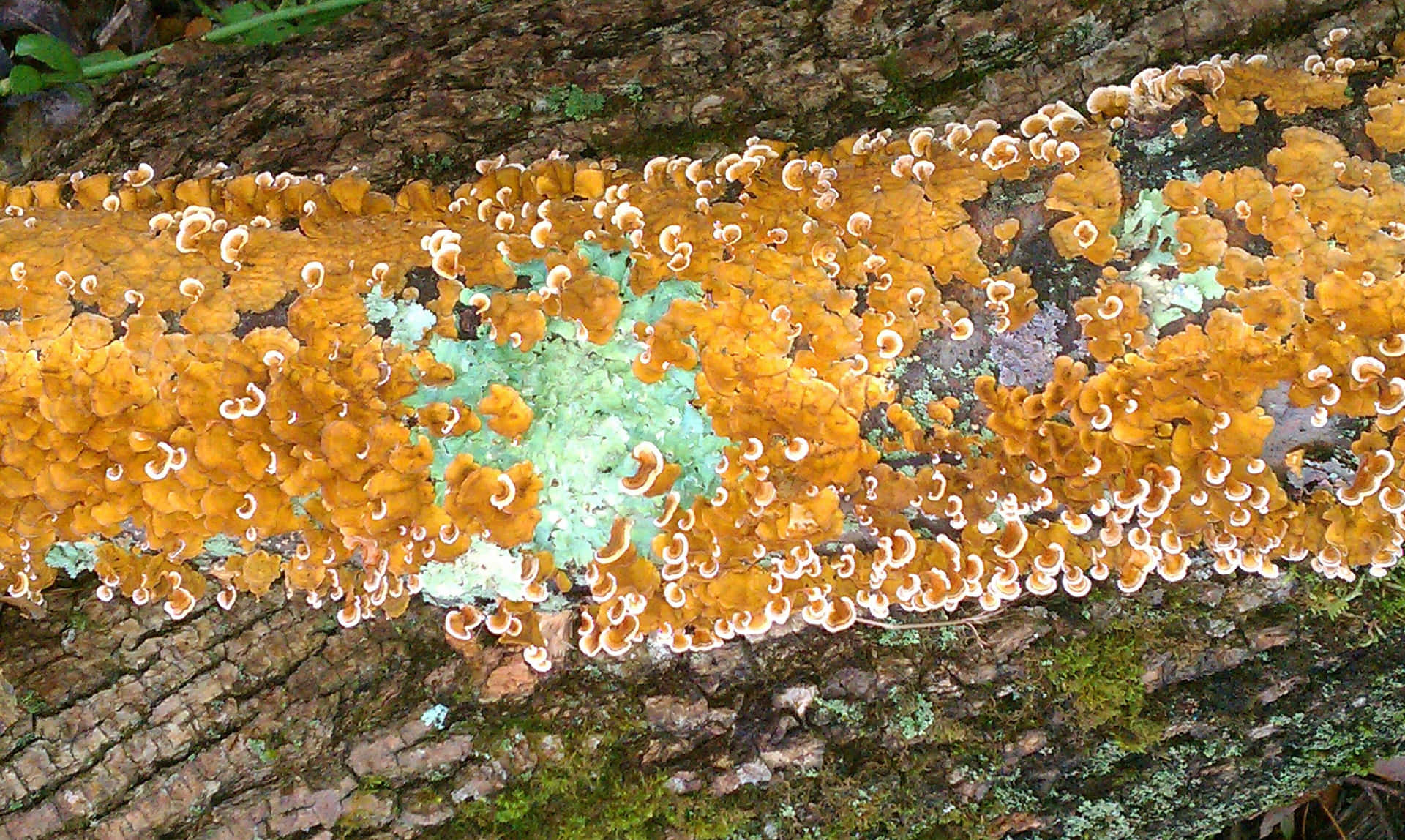 Rough Yellow Tree Fungus Picture