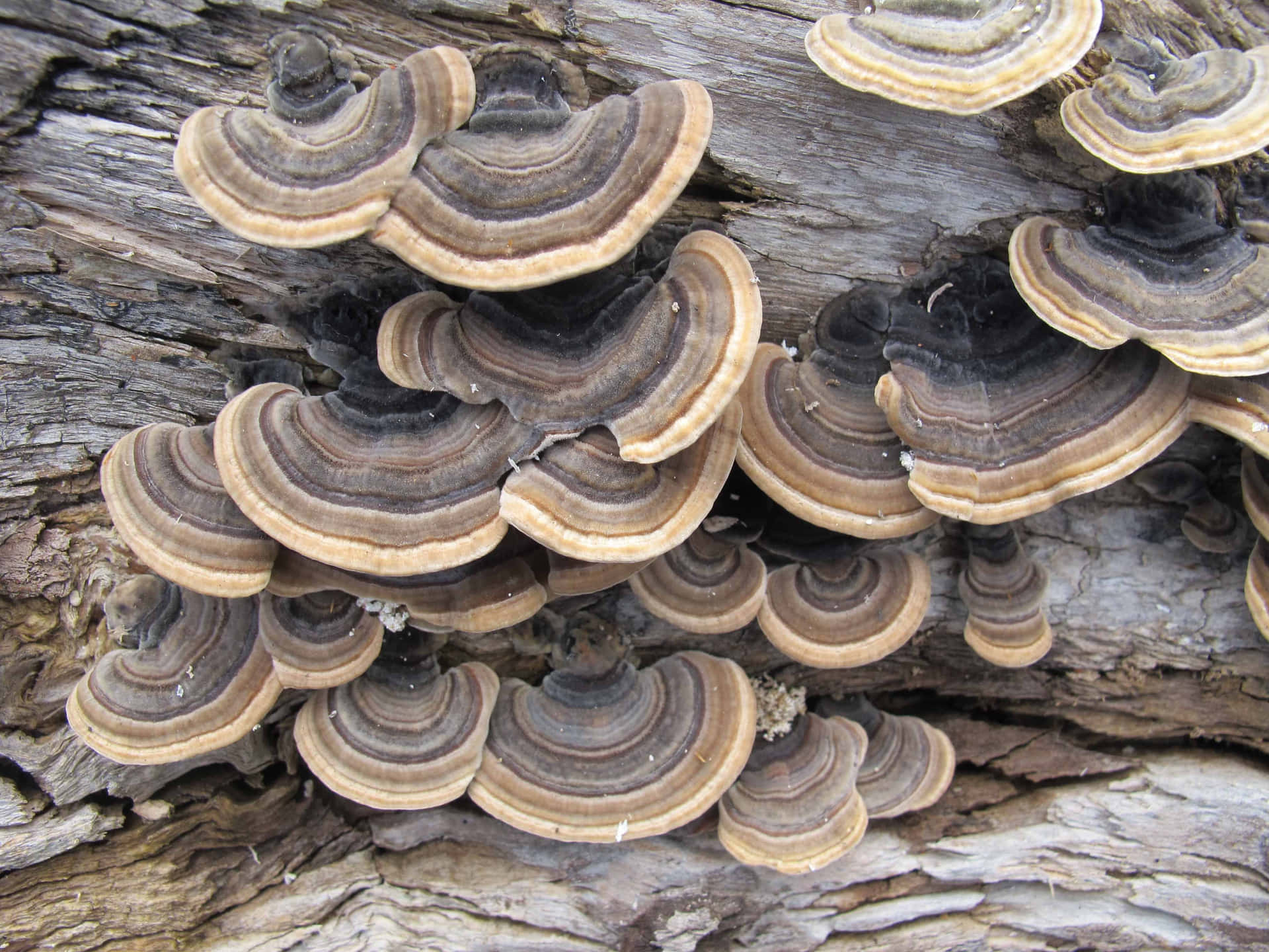 Multilayered Color Tree Fungus Picture