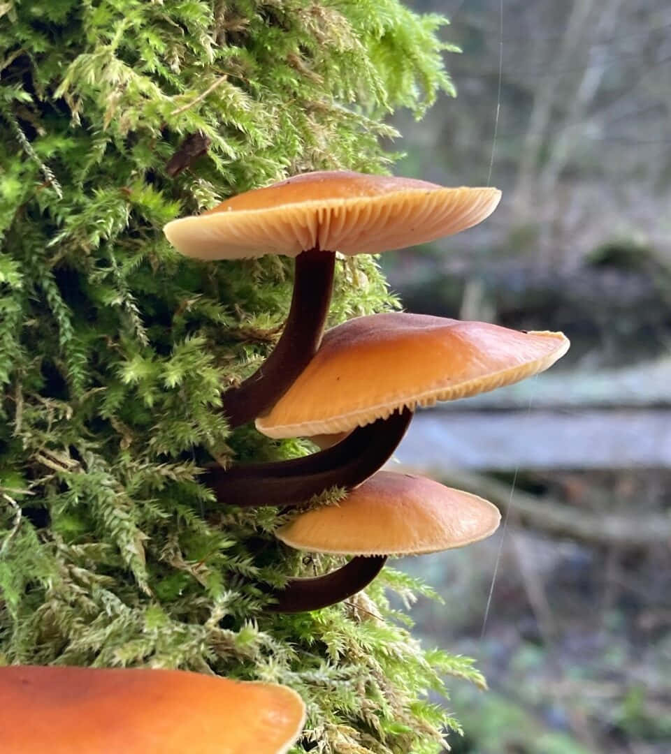 Cute Accordion Tree Fungus Picture