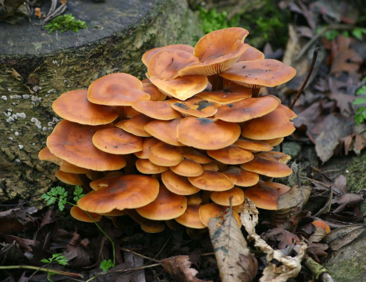 Pancake Shape Tree Fungus Picture