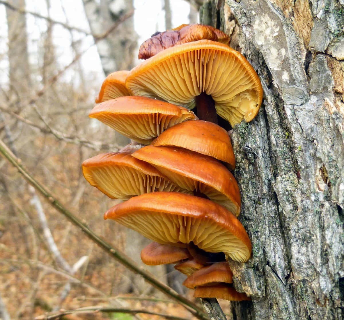 Accordion Shape Tree Fungus Picture