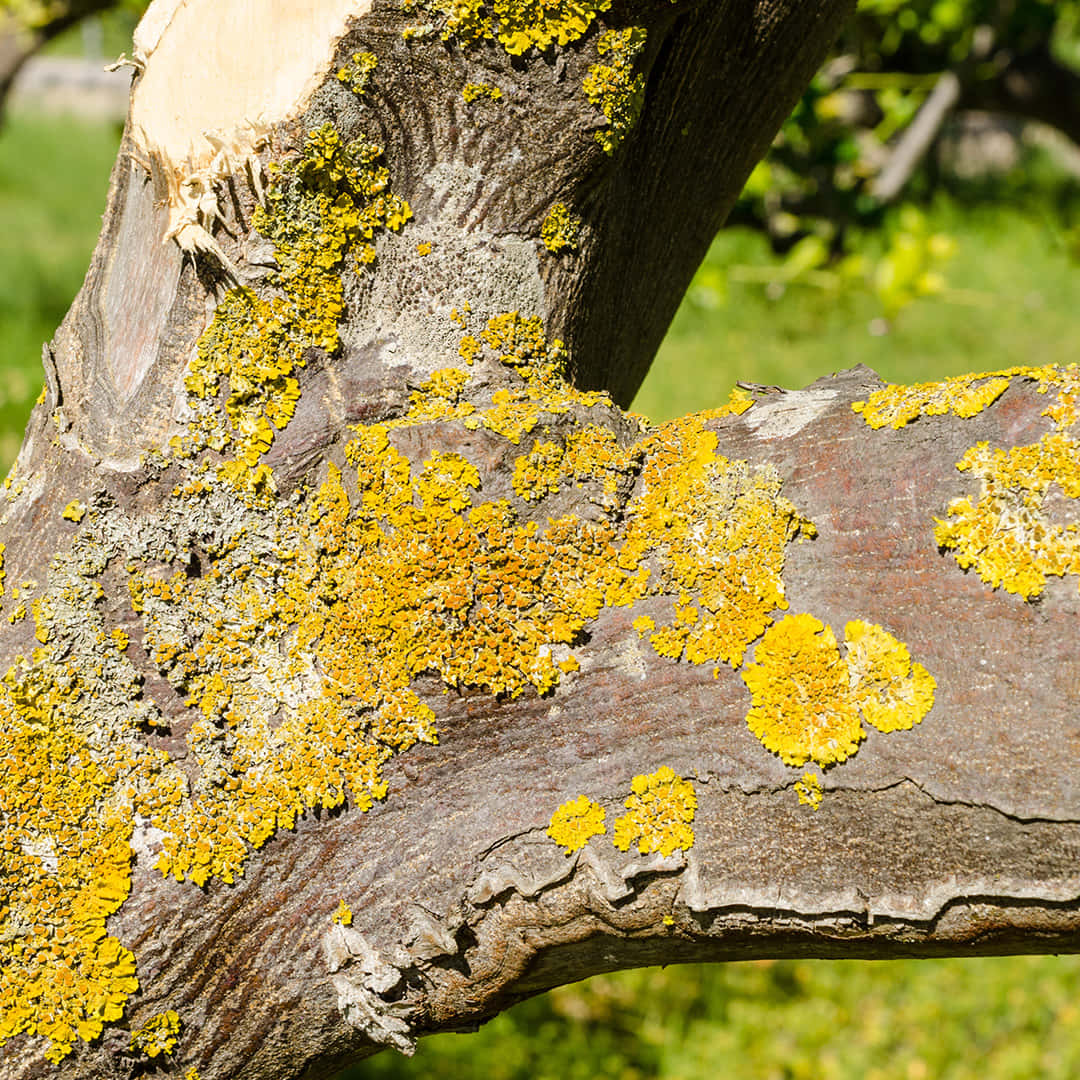 Pretty Yellow Tree Fungus Picture