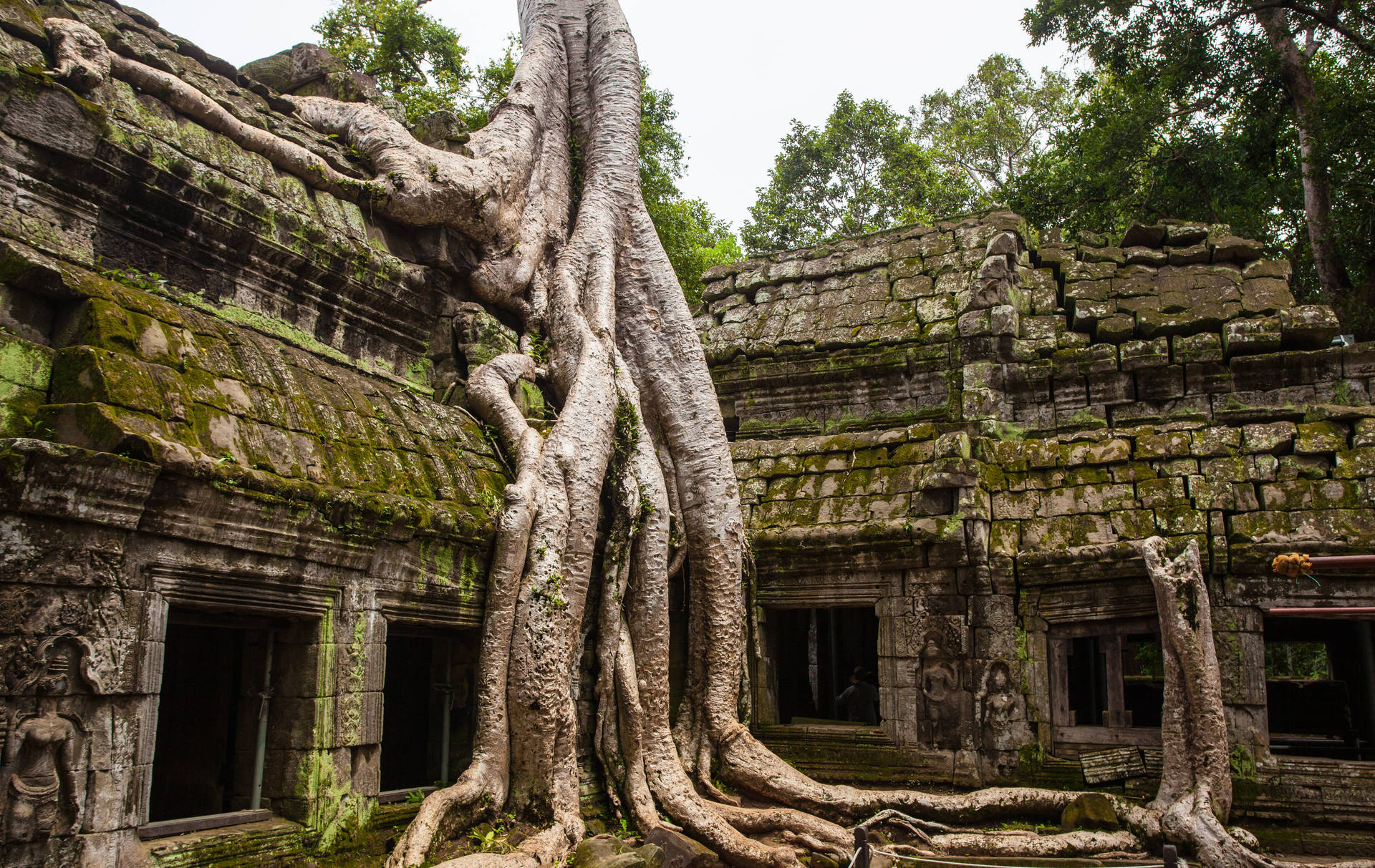 Alberoche Cresce Sulle Rovine Di Angkor Wat. Sfondo