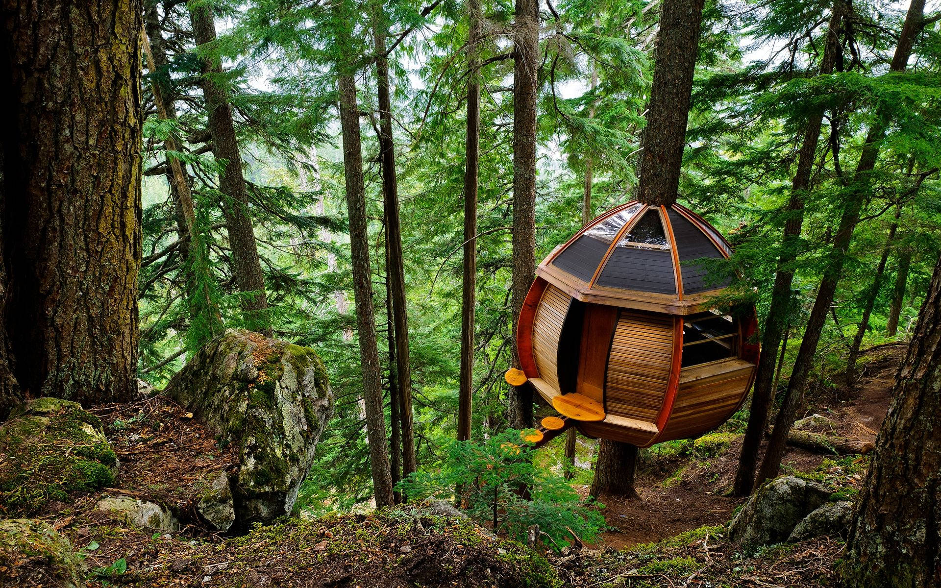 Tree House Camping Wallpaper