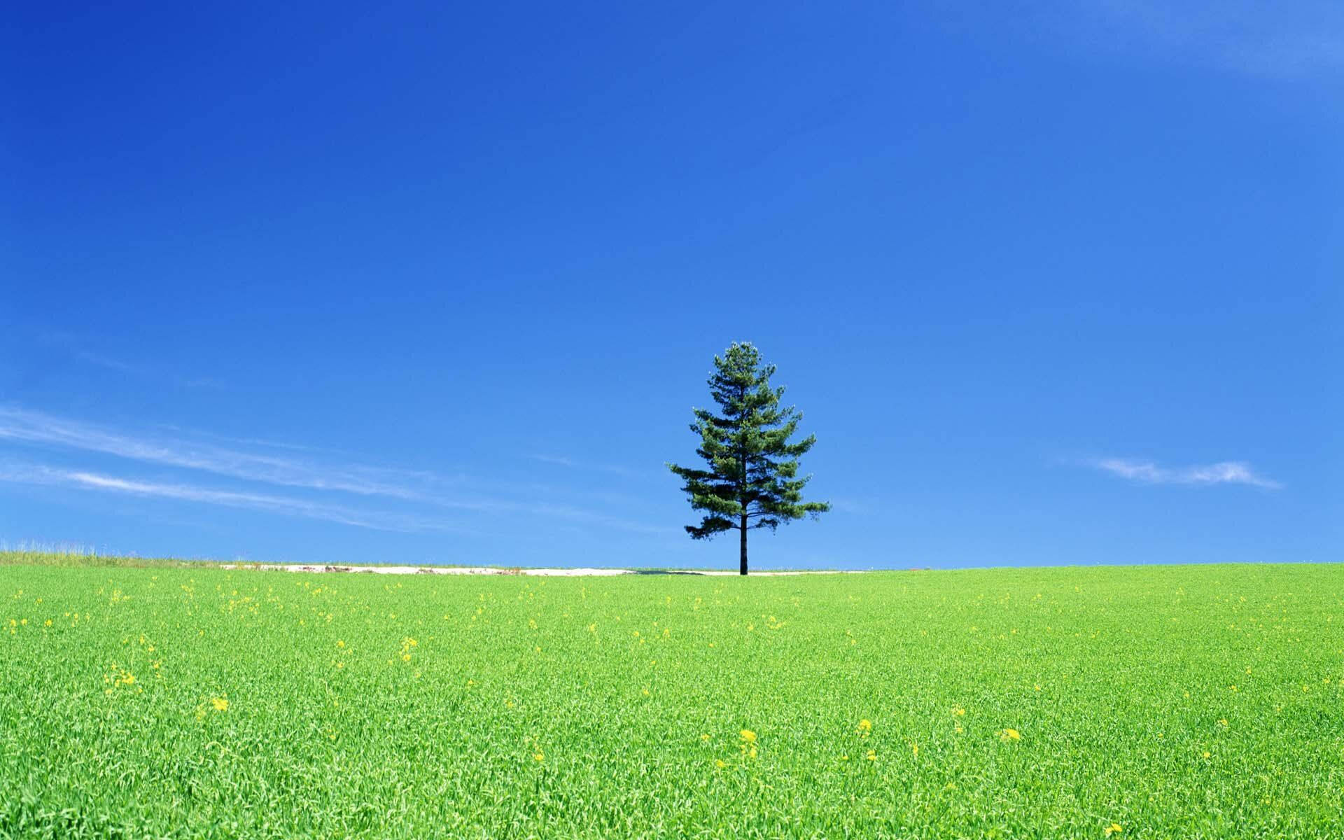 Peaceful View of a Tree in a Field Wallpaper