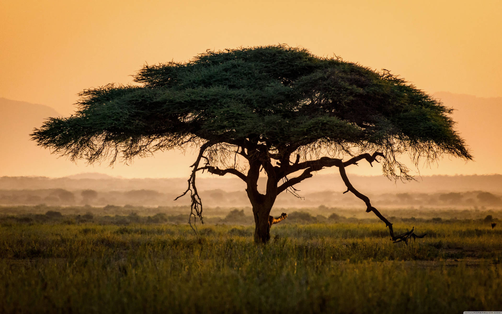 Tree In Safari Africa Wallpaper