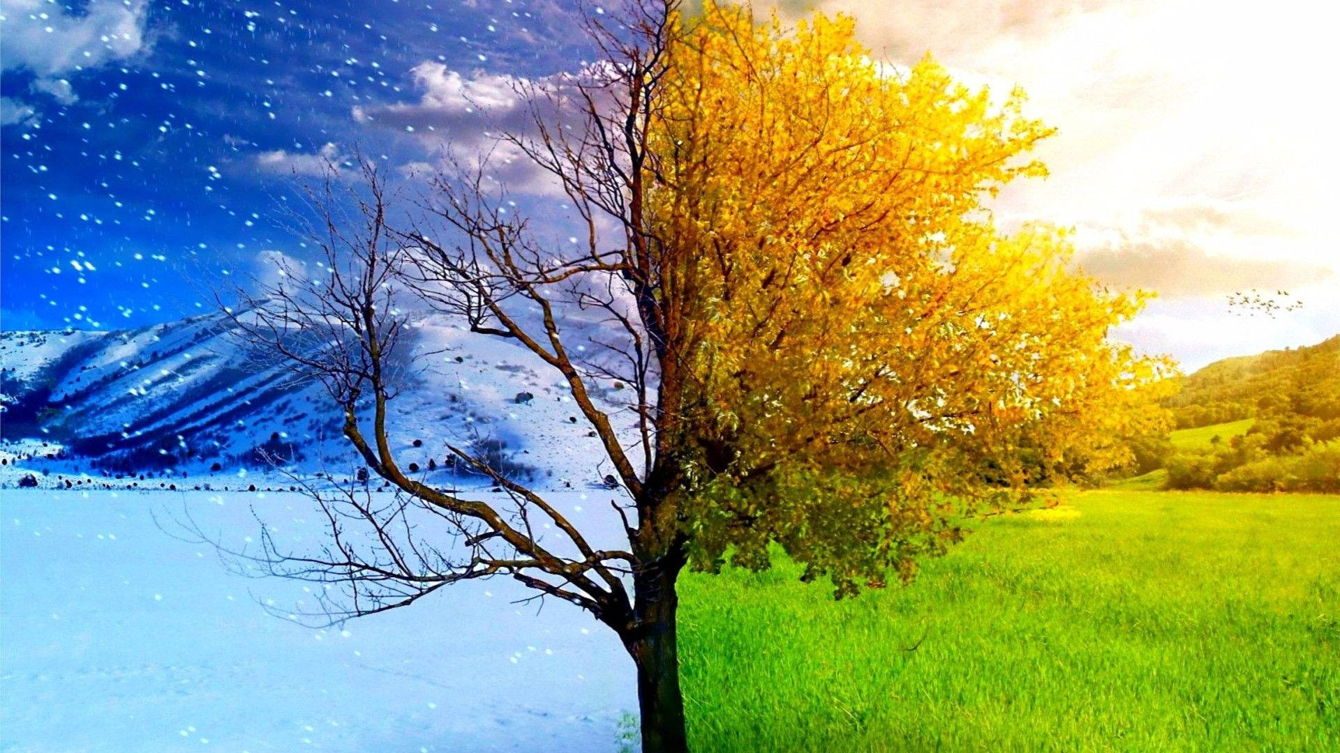 Image  Tree in Two Seasons Wallpaper