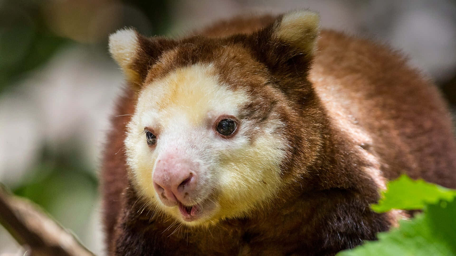 Tree Kangaroo Close Up Wallpaper