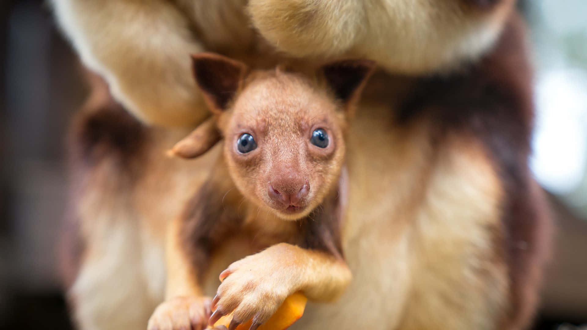 Tree Kangaroo Joey With Mother Wallpaper