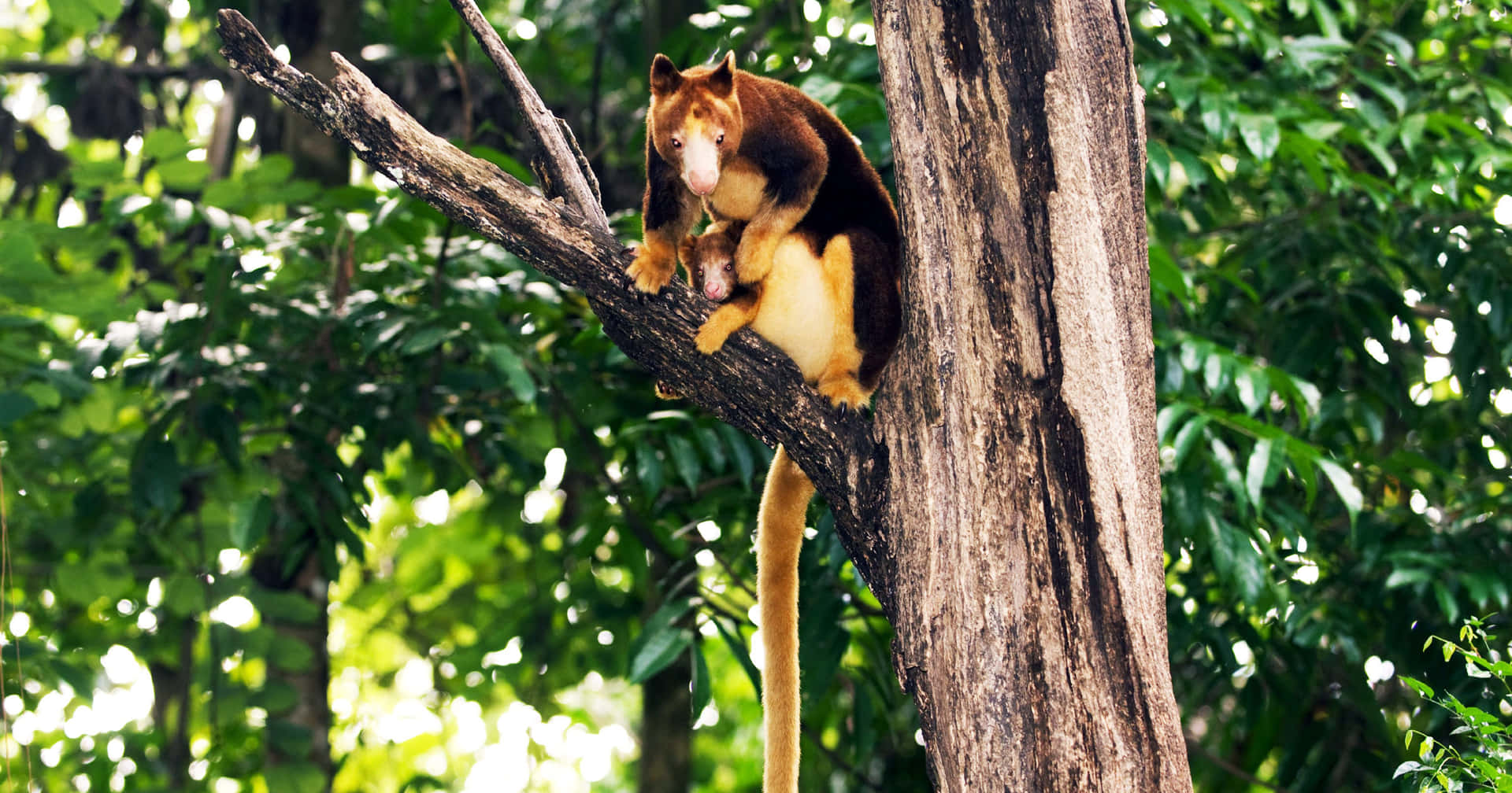 Tree Kangaroo Perchedon Branch Wallpaper