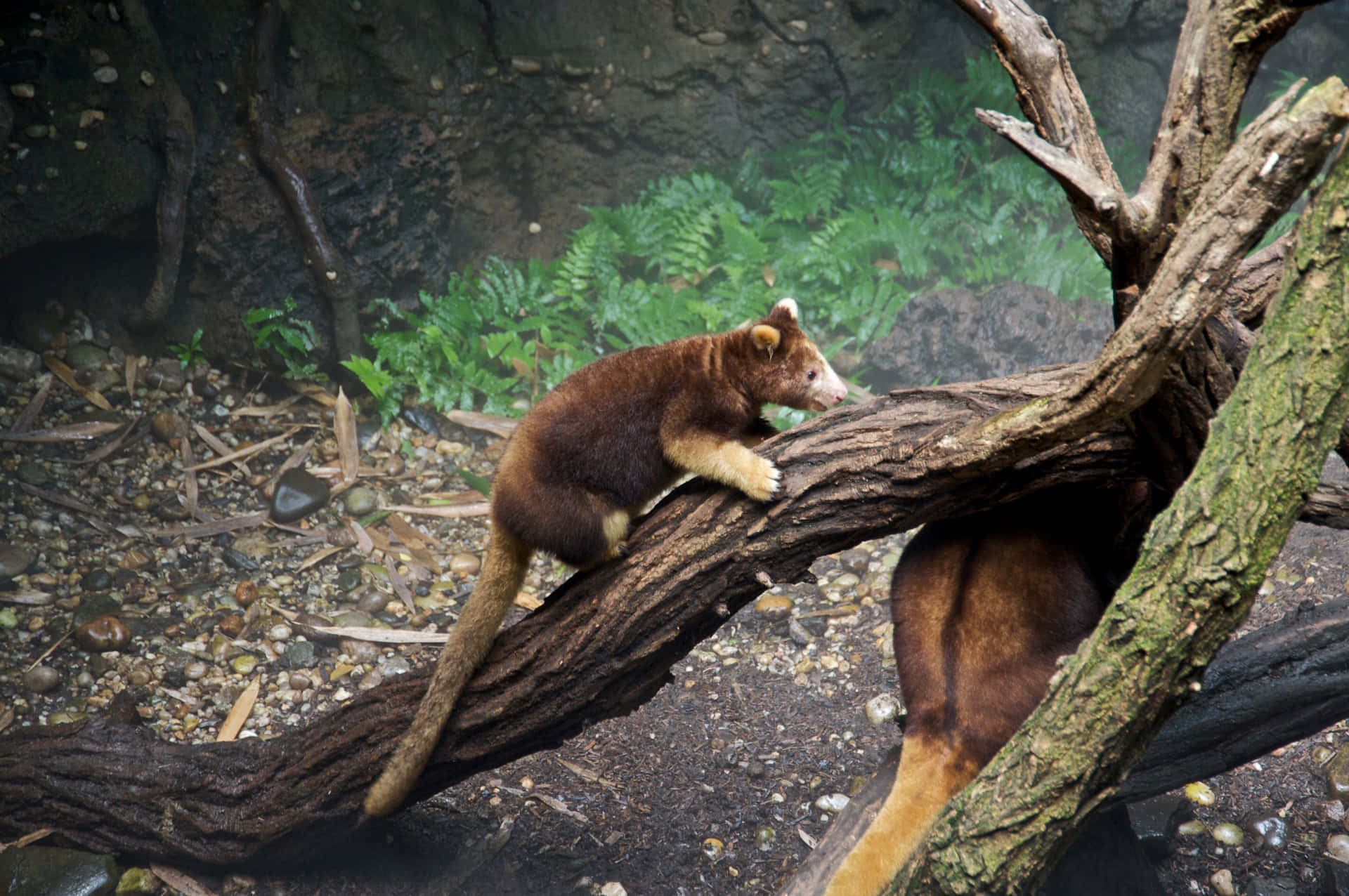 Tree Kangaroo Restingon Branch Wallpaper