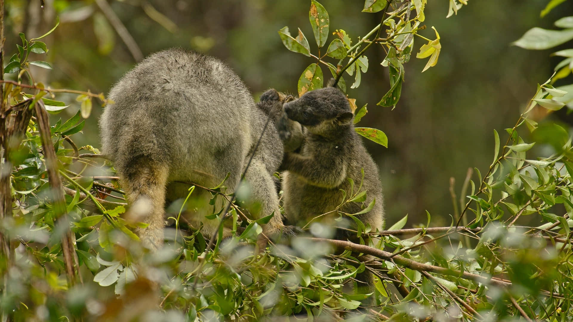 Tree Kangarooin Habitat Wallpaper
