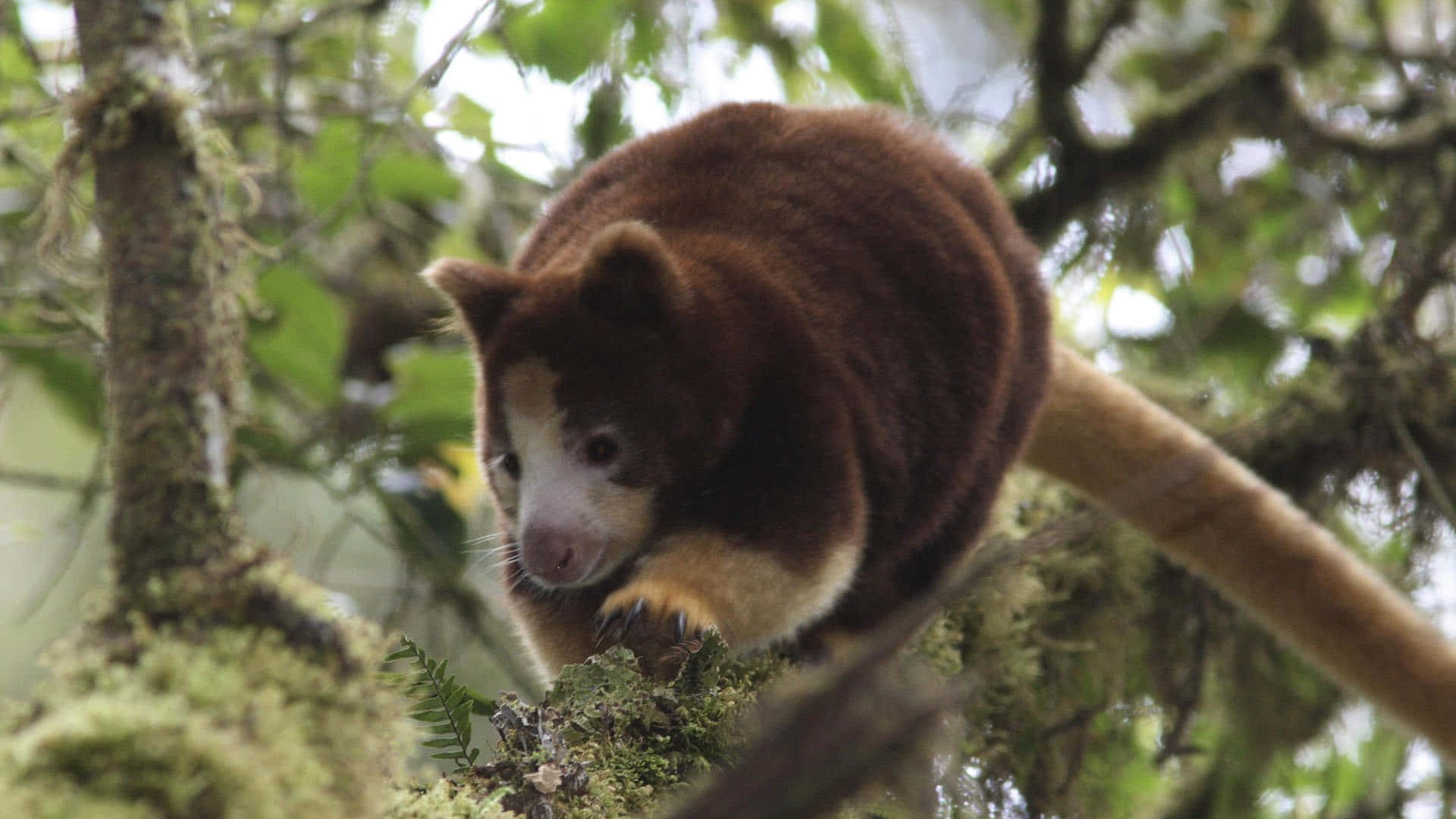 Kangourou Arboricole Dans Son Habitat Naturel.jpg Fond d'écran