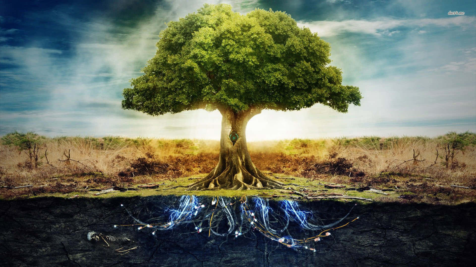 Tree Of Life Images  Browse 20155 Stock Photos Vectors and Video   Adobe Stock