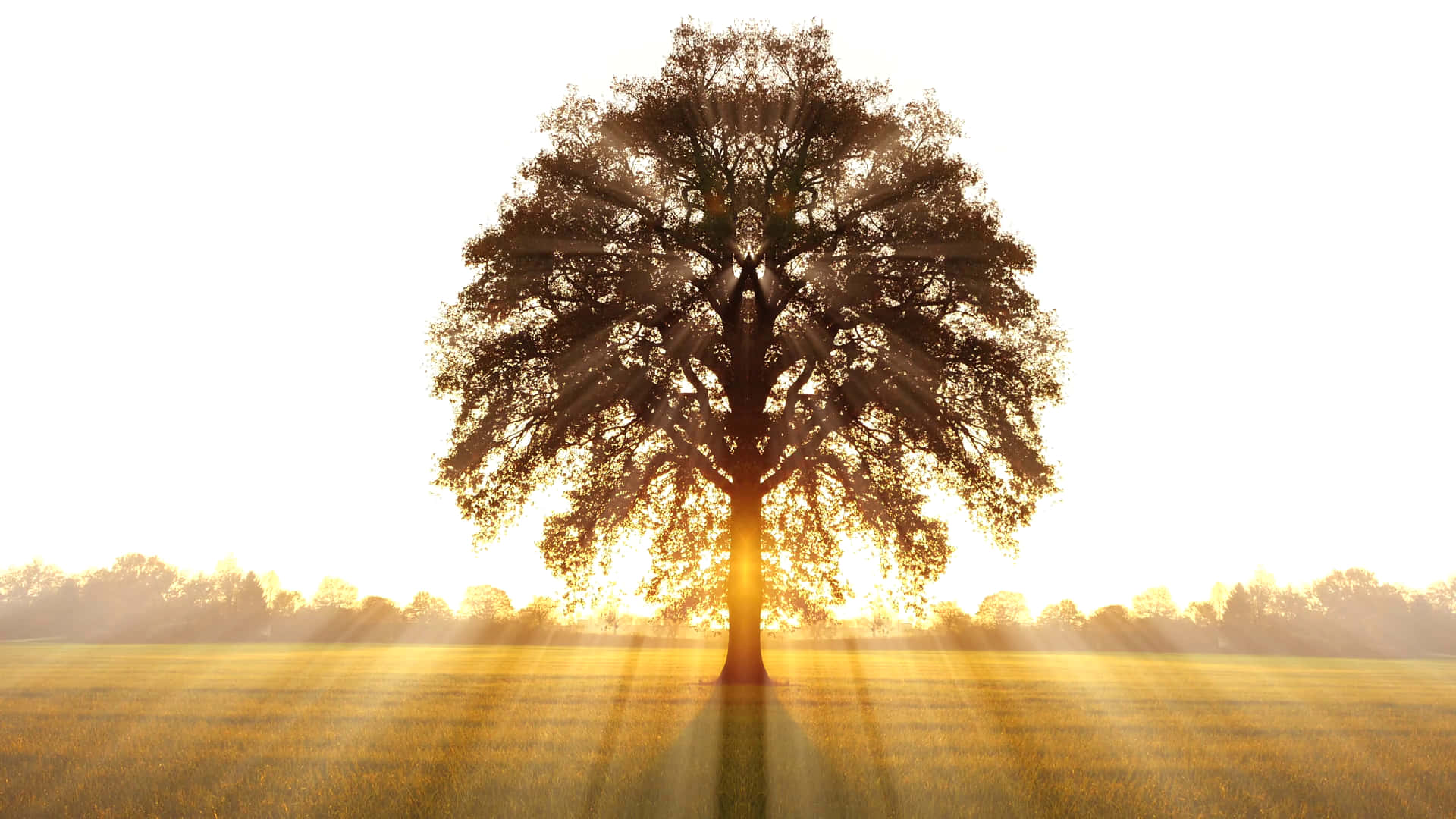 Baumdes Lebens Während Des Sonnenuntergangs Wallpaper