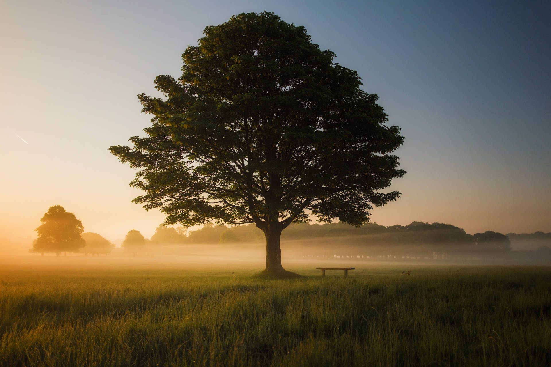 Tree Of Life Spiritual Background