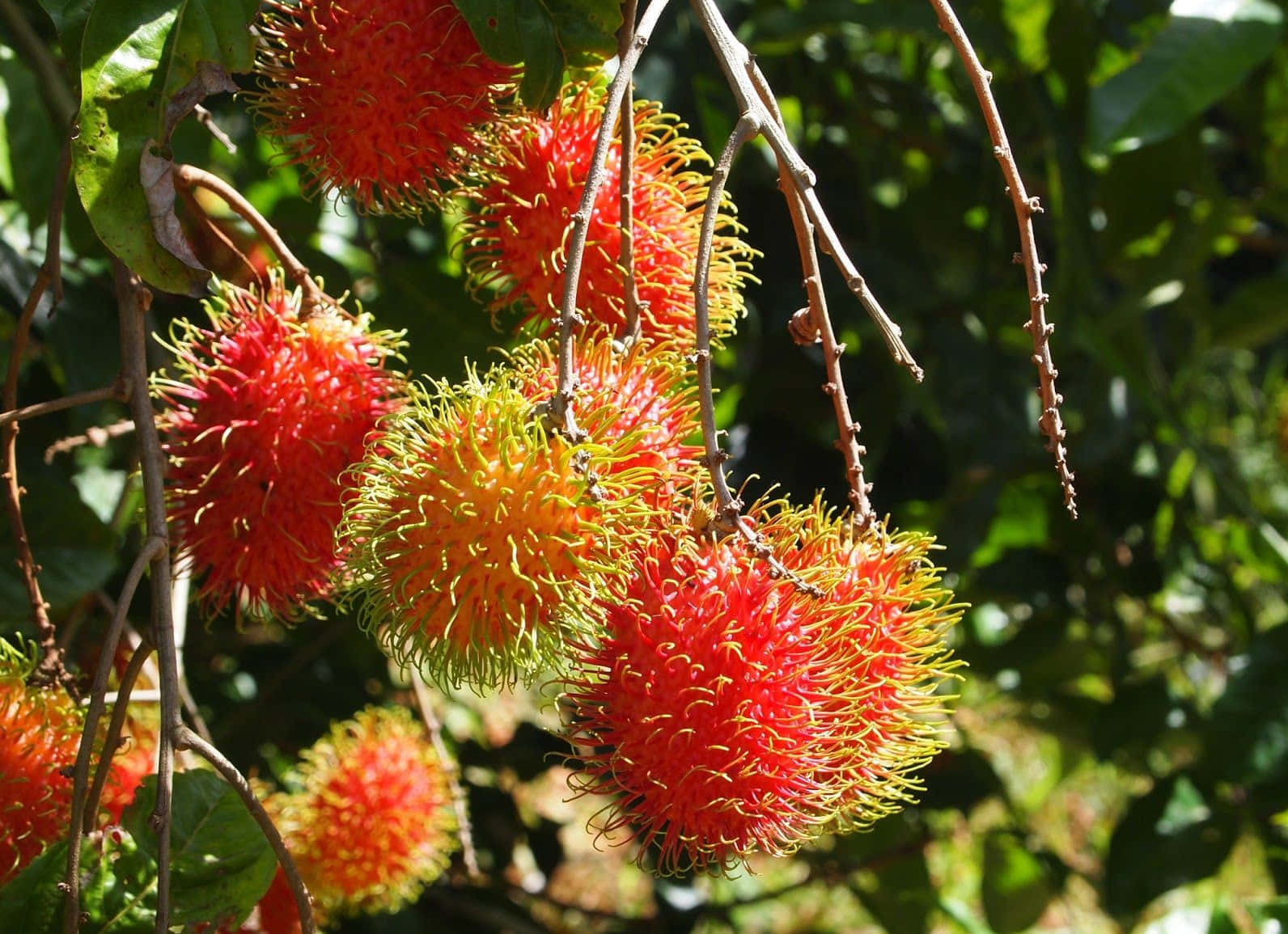 A Close-Up View of a Pulasan Tree Laden with Fruits Wallpaper