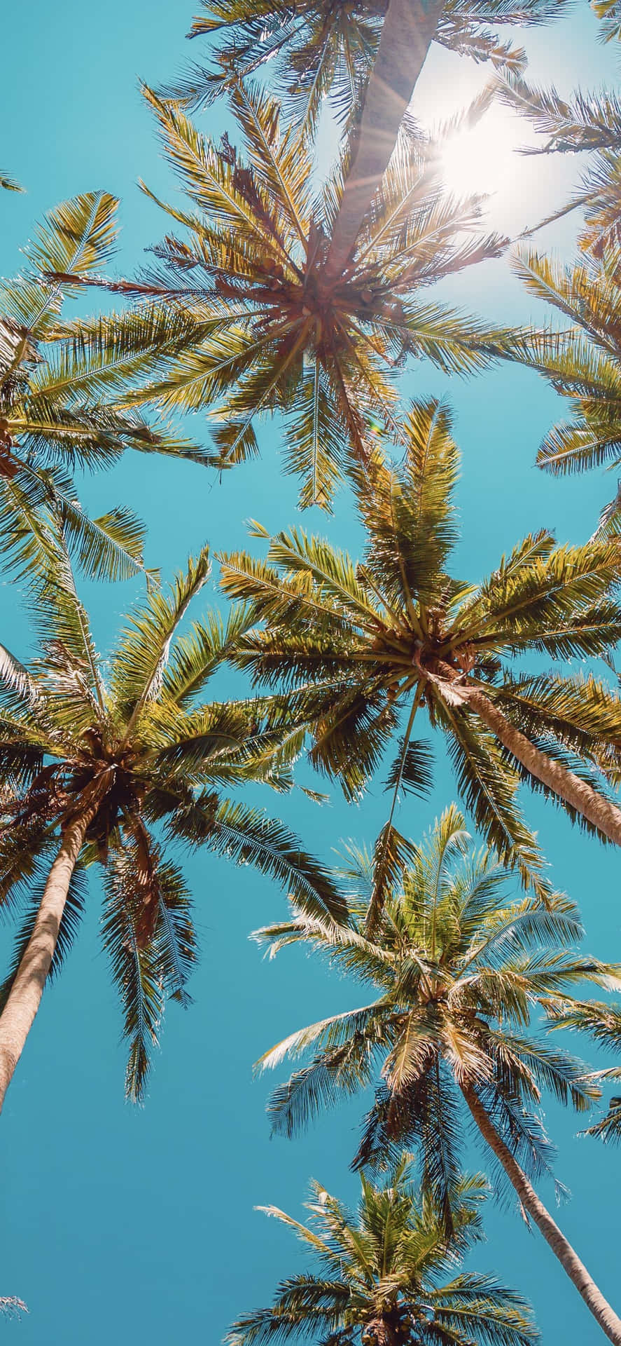 Palme træer i himlen med solen skinner gennem dem Wallpaper