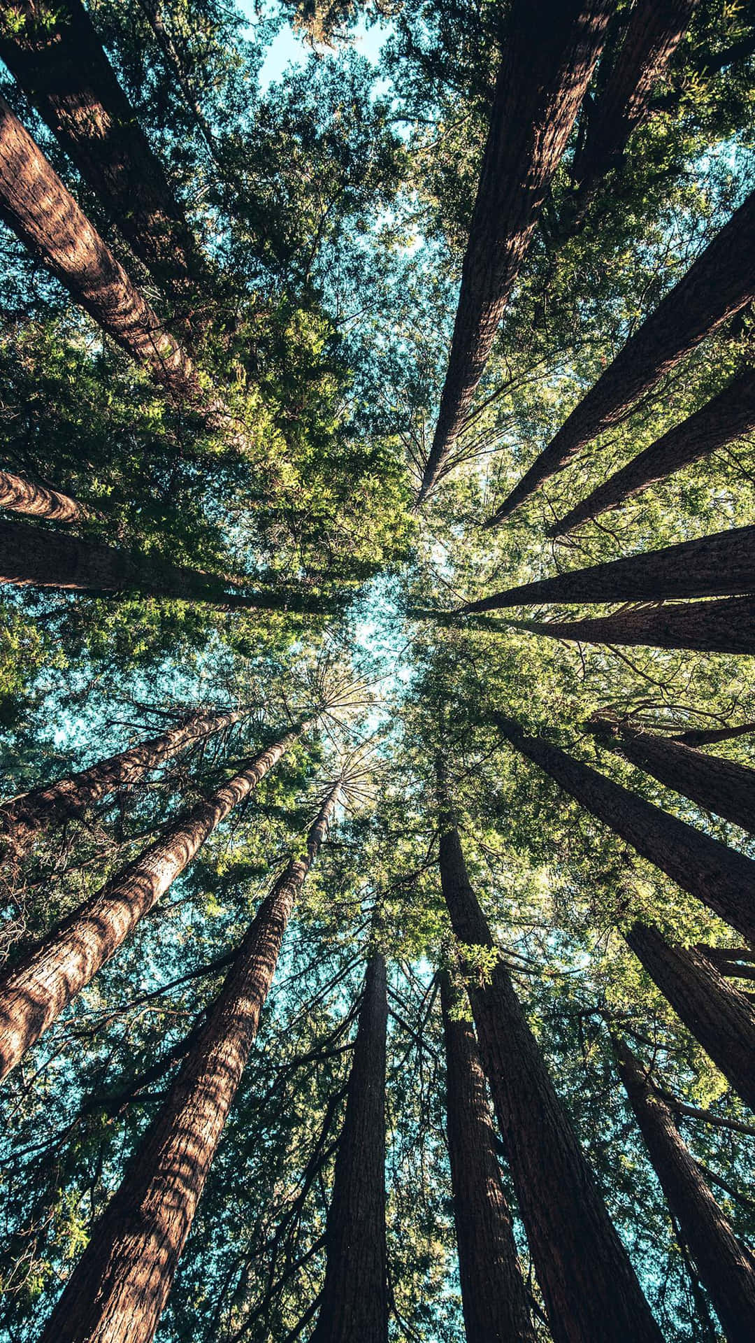 Kigger op på høje træer i en skov Wallpaper