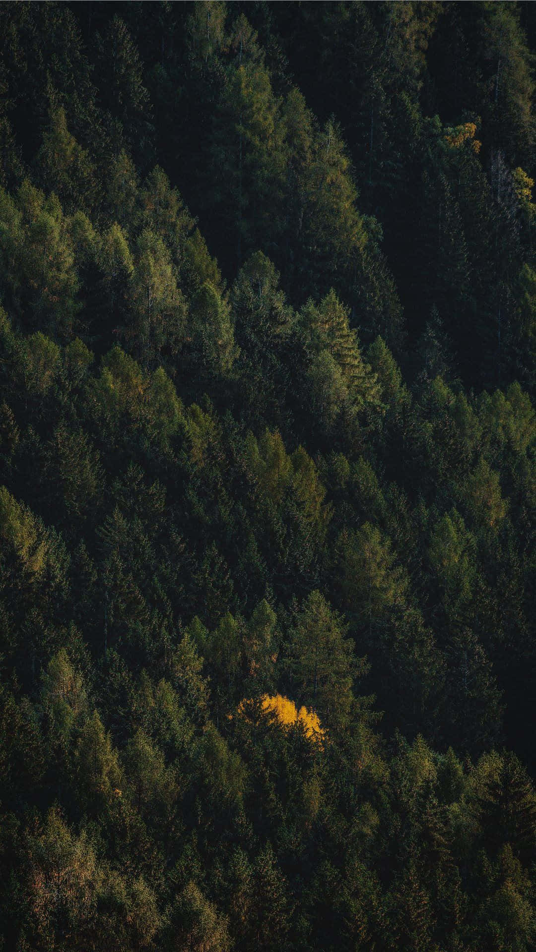 A Tree In A Forest With Yellow Leaves Wallpaper