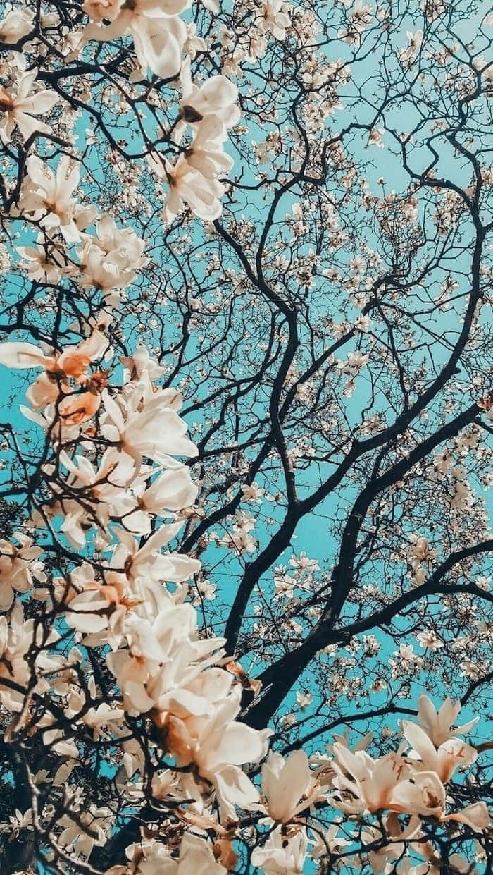 Magnolia Tree With White Flowers Against A Blue Sky Wallpaper
