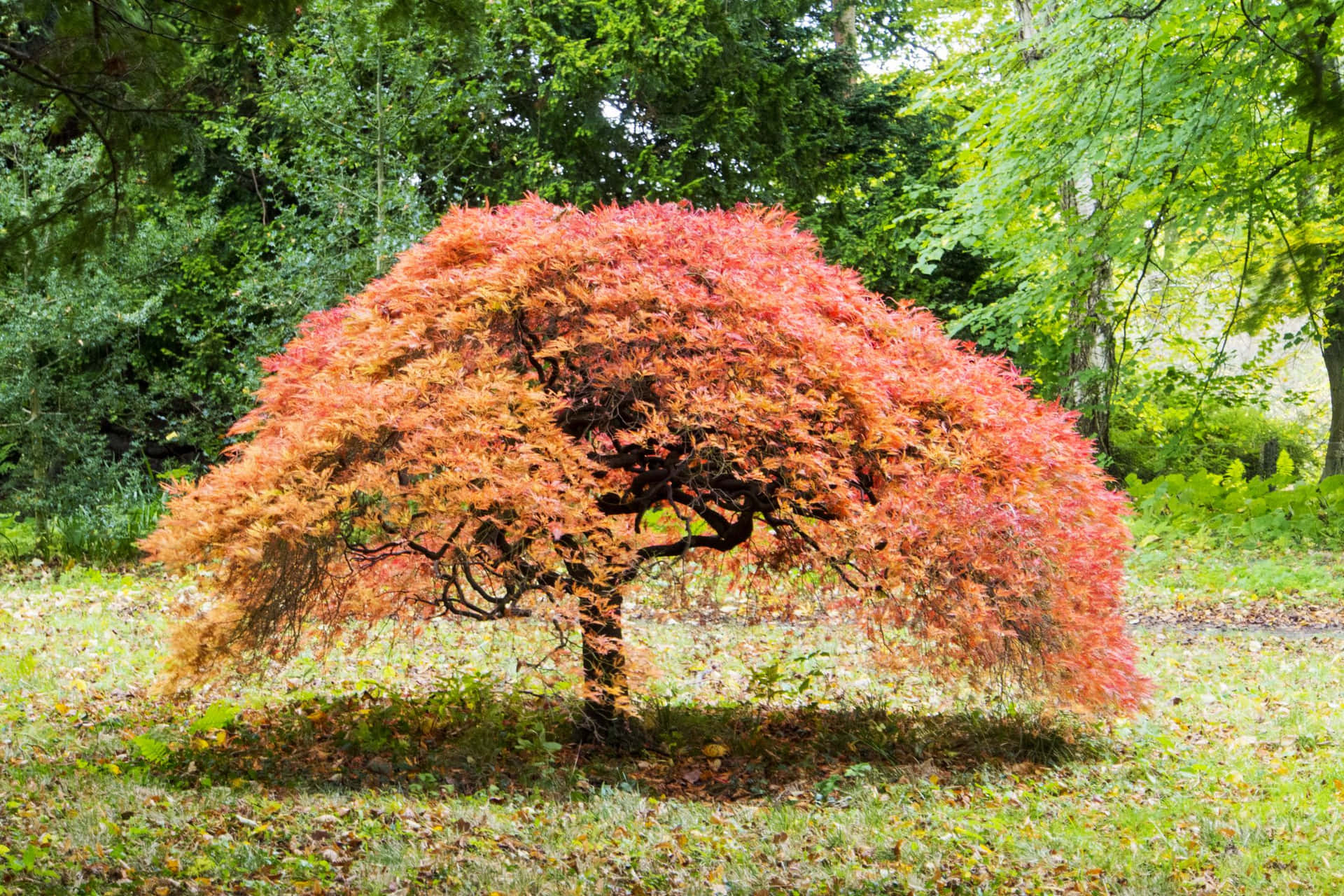 A Red Tree In A Park With Trees
