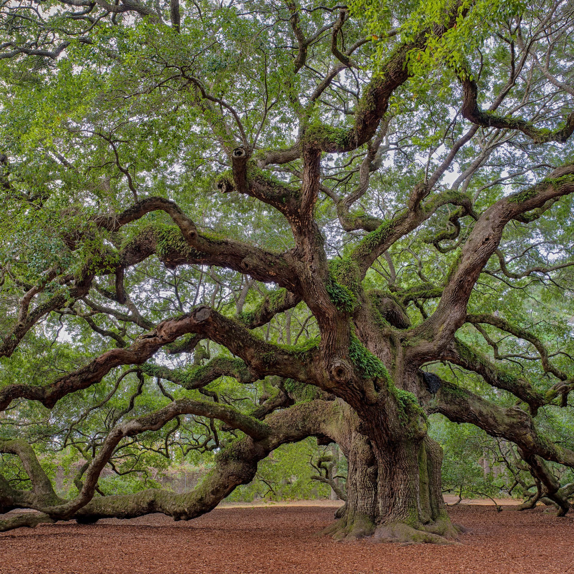 Naturi Sin Finaste Form - En Utsirad Träd Som Står Högt