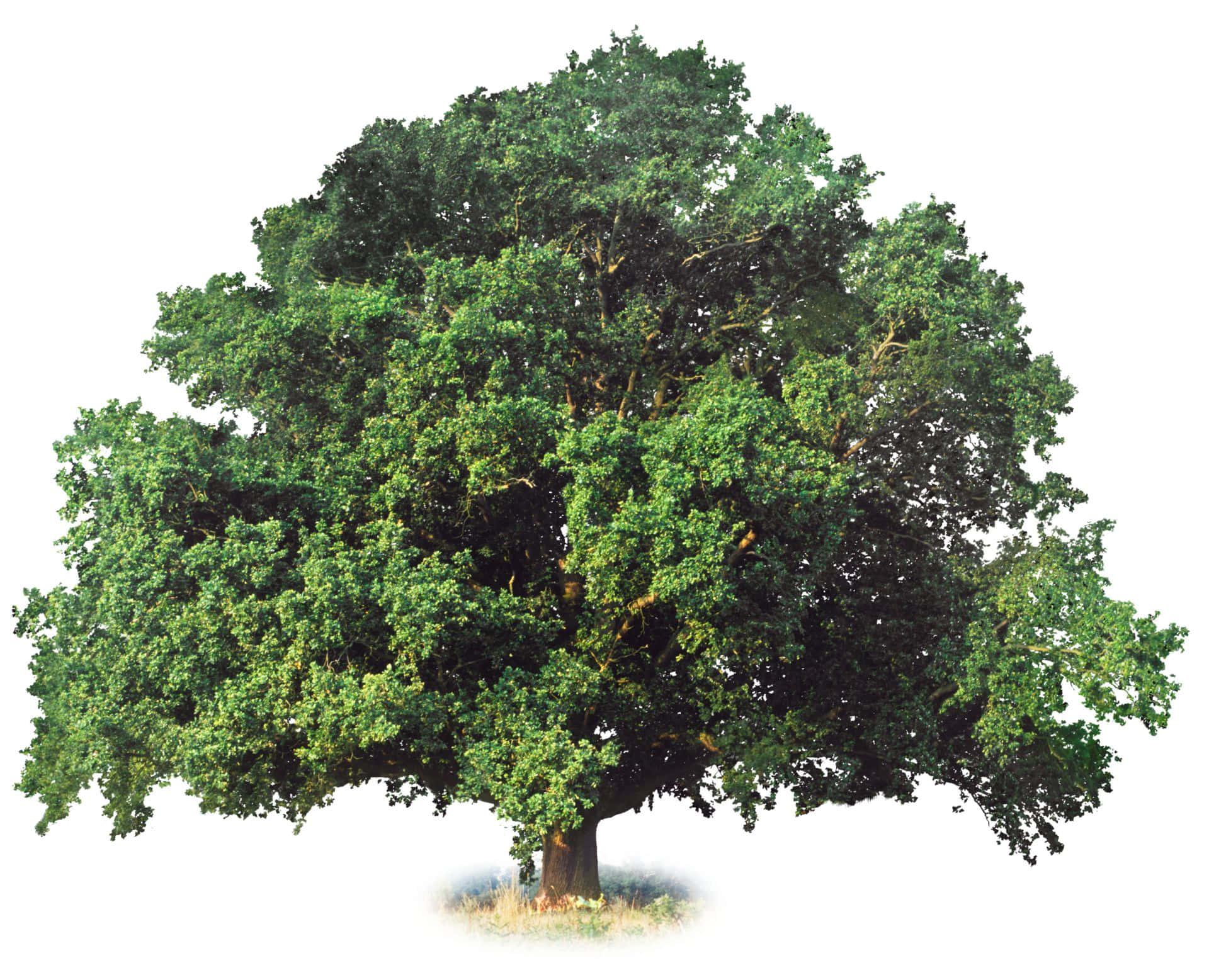Naturensskönhet: En Imponerande Träd I Morgonljuset.