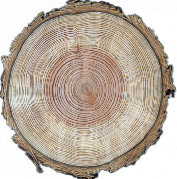 Tree Ring Cross Section Wood Texture PNG