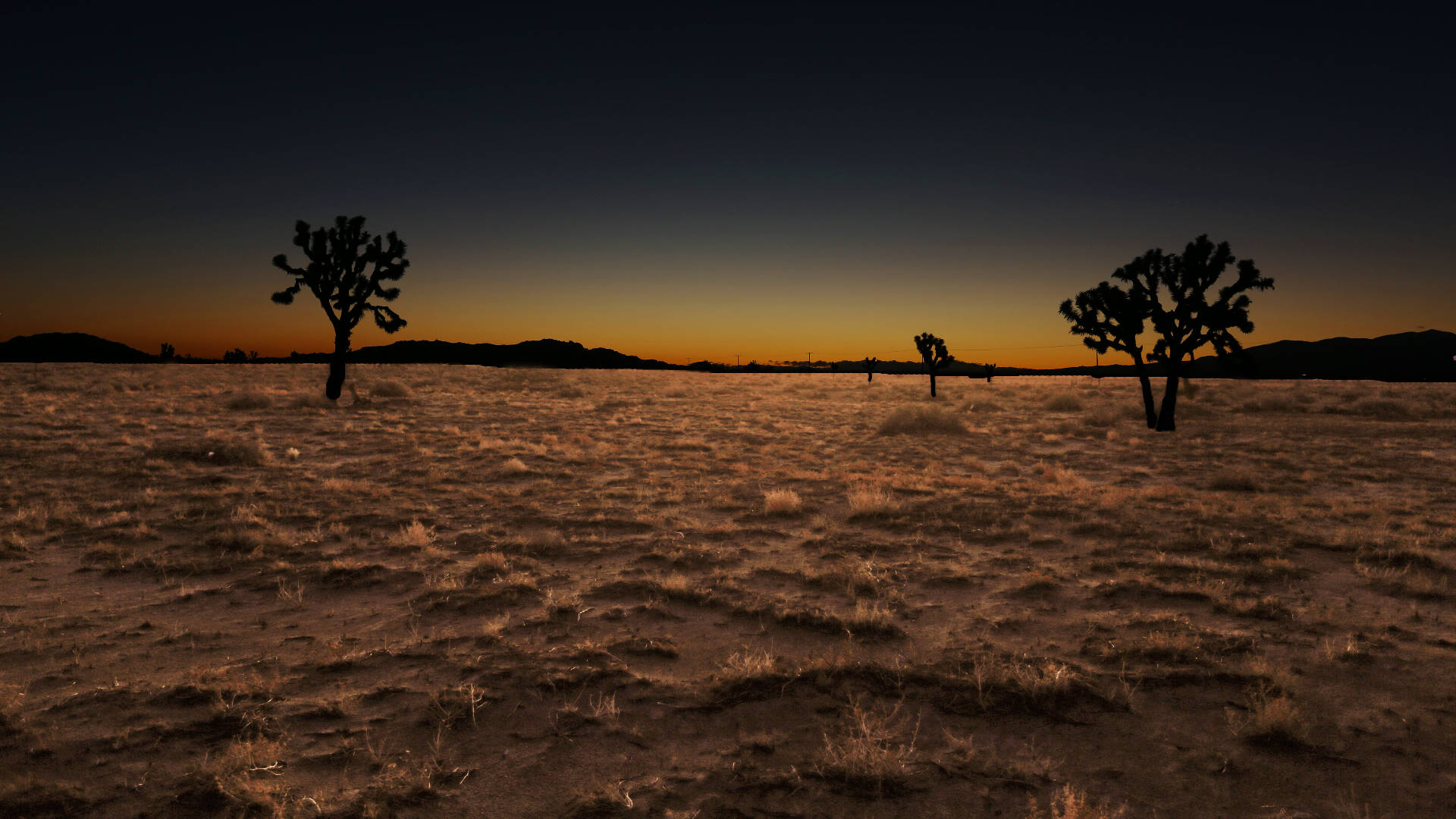 Tree Silhouette Desert Death Valley Wallpaper