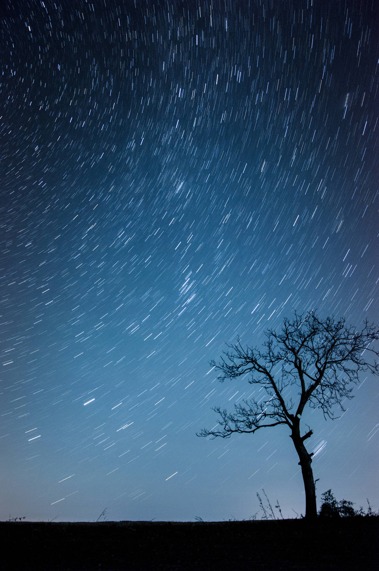 Tree Silhouette Galaxy Iphone Wallpaper