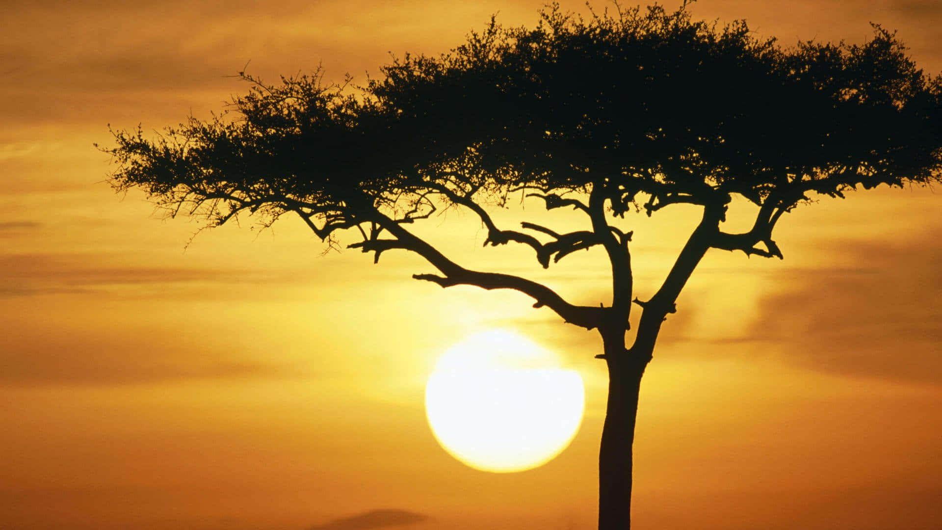 Silhouettedell'albero Nella Riserva Nazionale Di Masai Mara. Sfondo